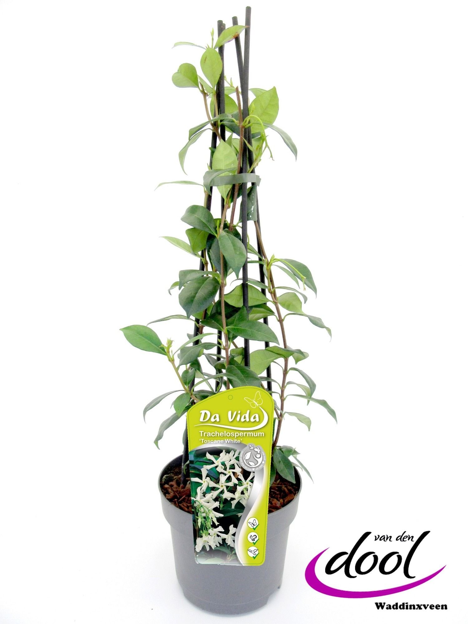 Trachelospermum jasm. White Toscane, D 19