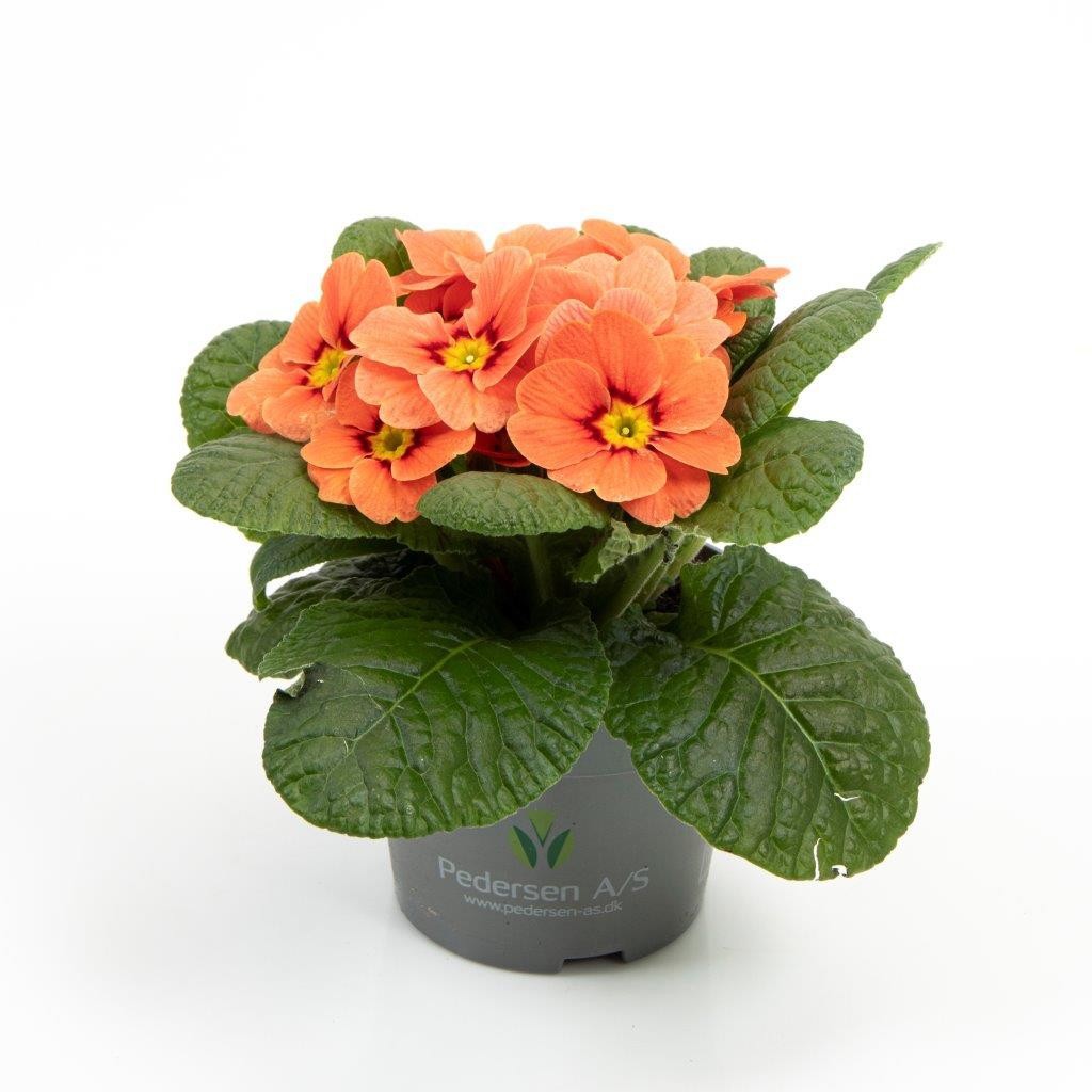 PRIMULA VULGARIS-HYBRID, D 11