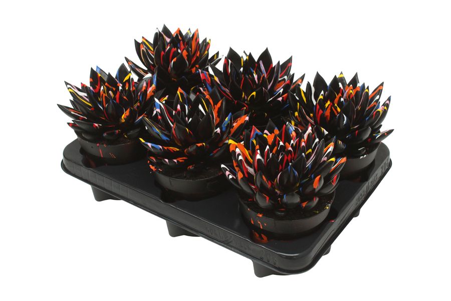 Miranda coloured Splash black, D 12