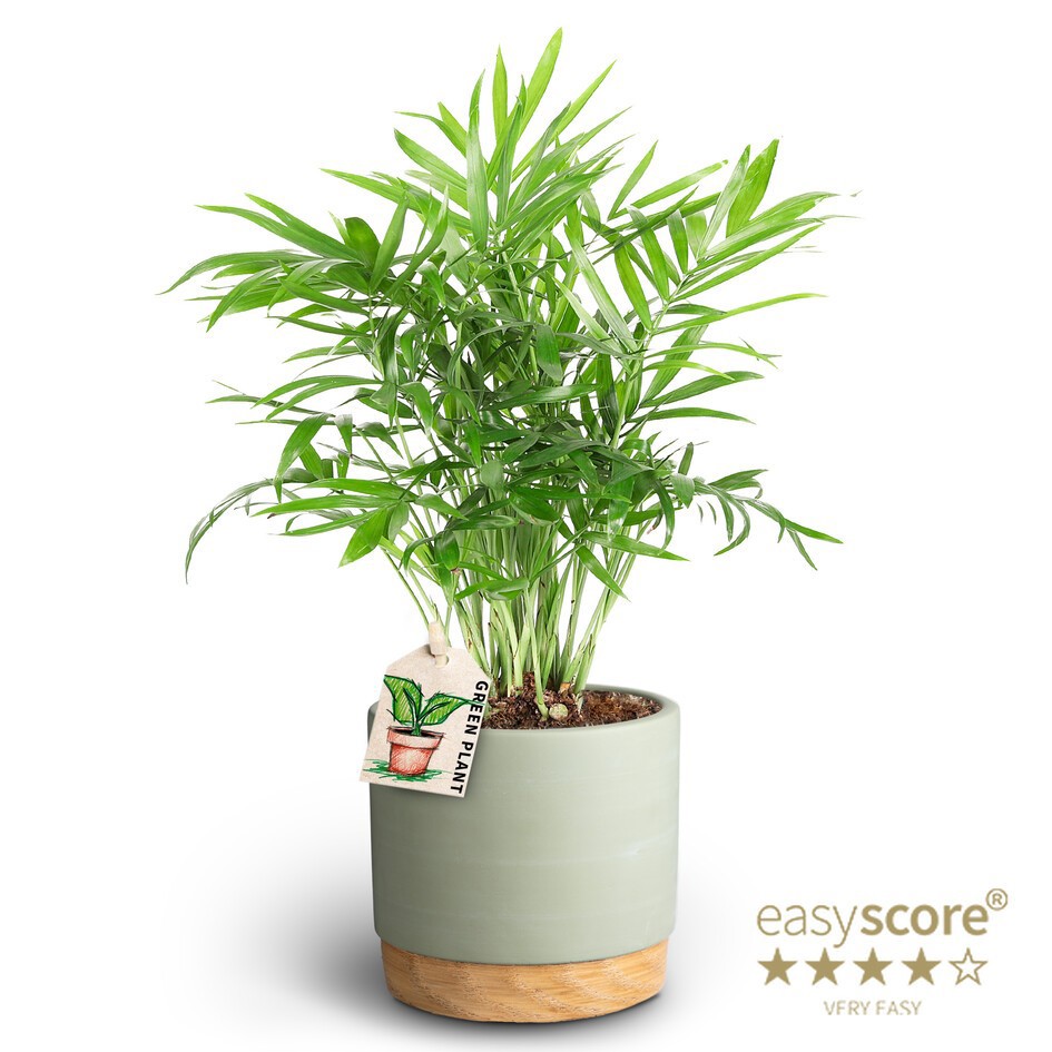 Woodbase Green, Chamaedorea elegans, D 10