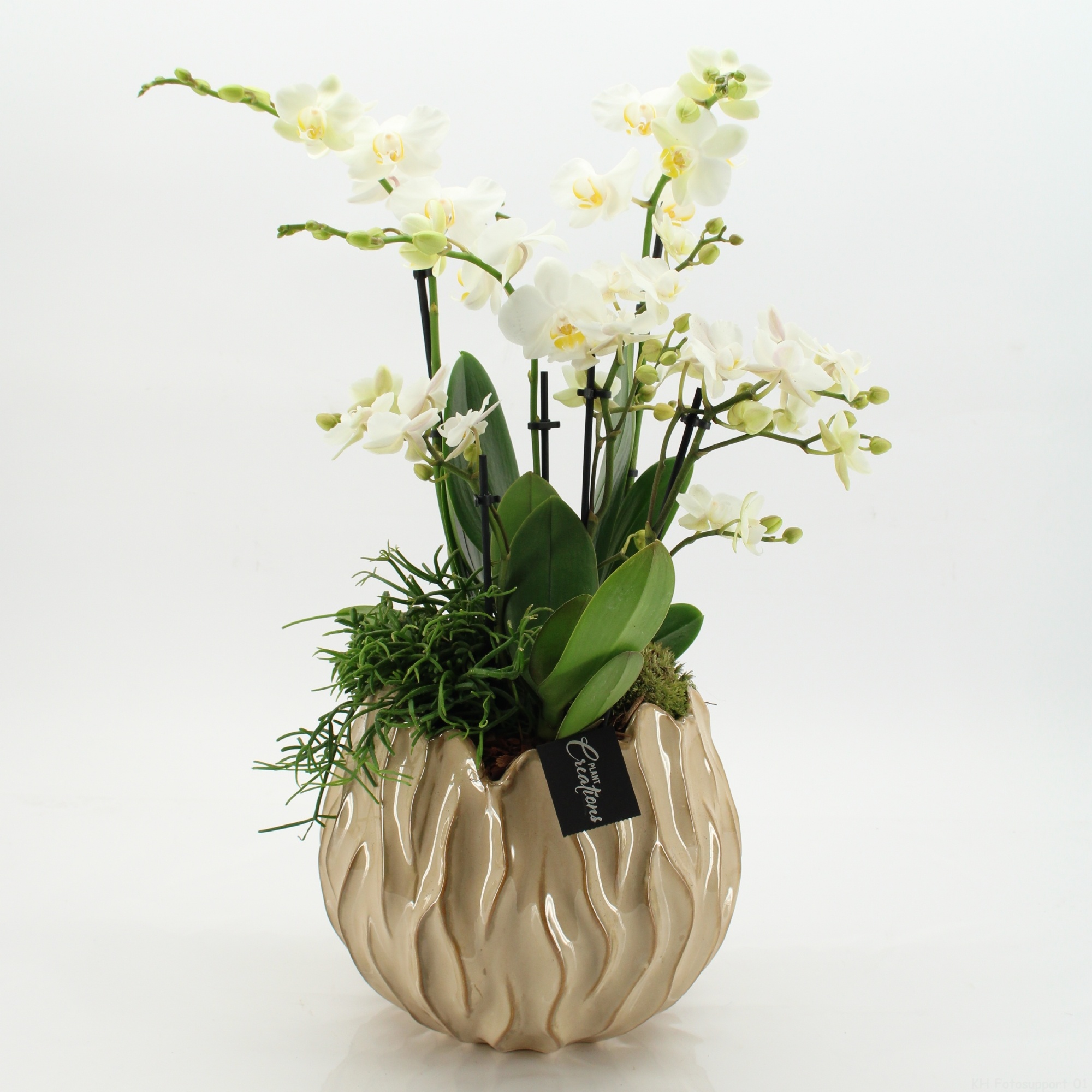 LICR-2601 Limited Edition Phalaenopsis, D 24