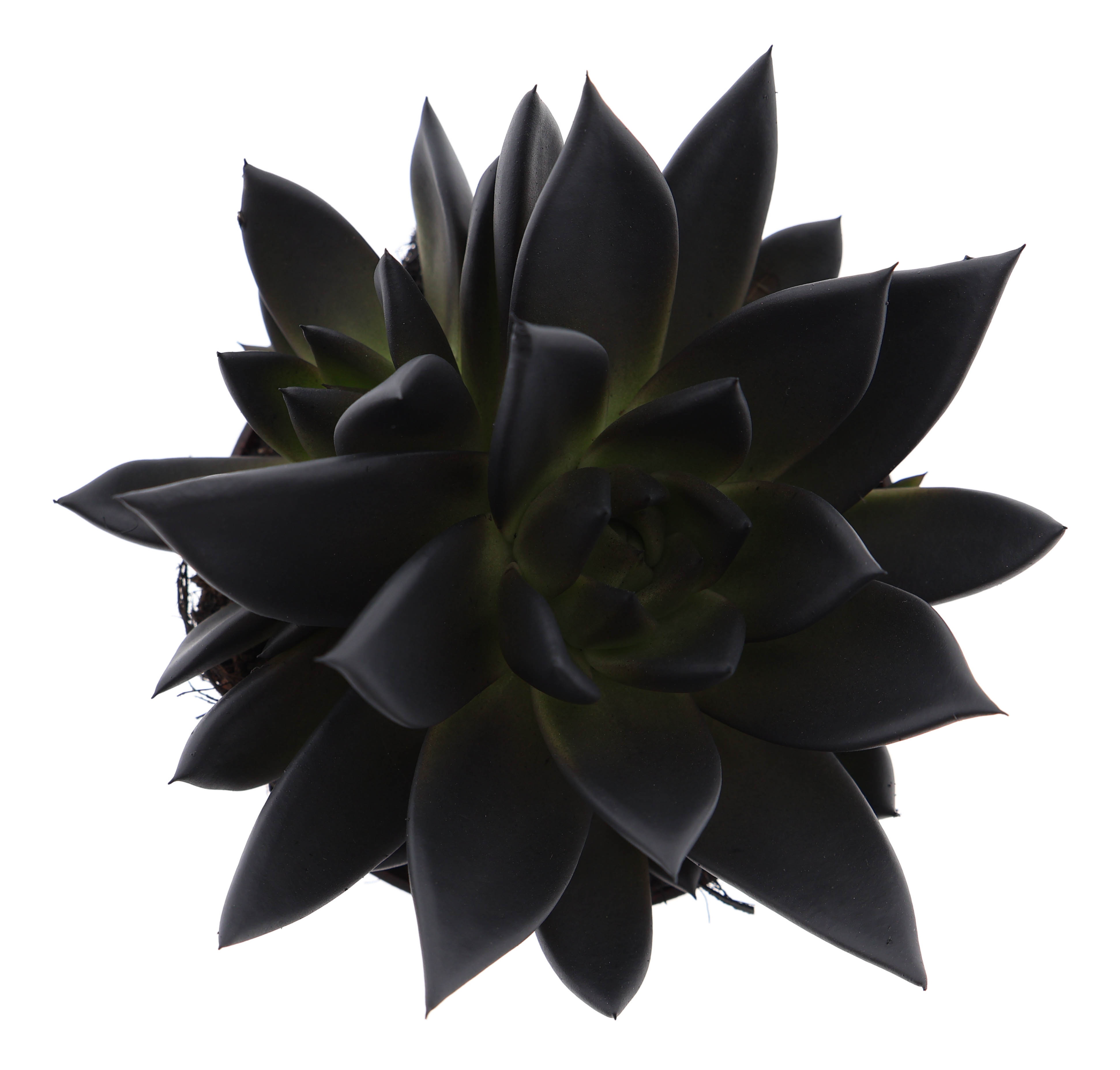 Rainbow deep black, D 10,5