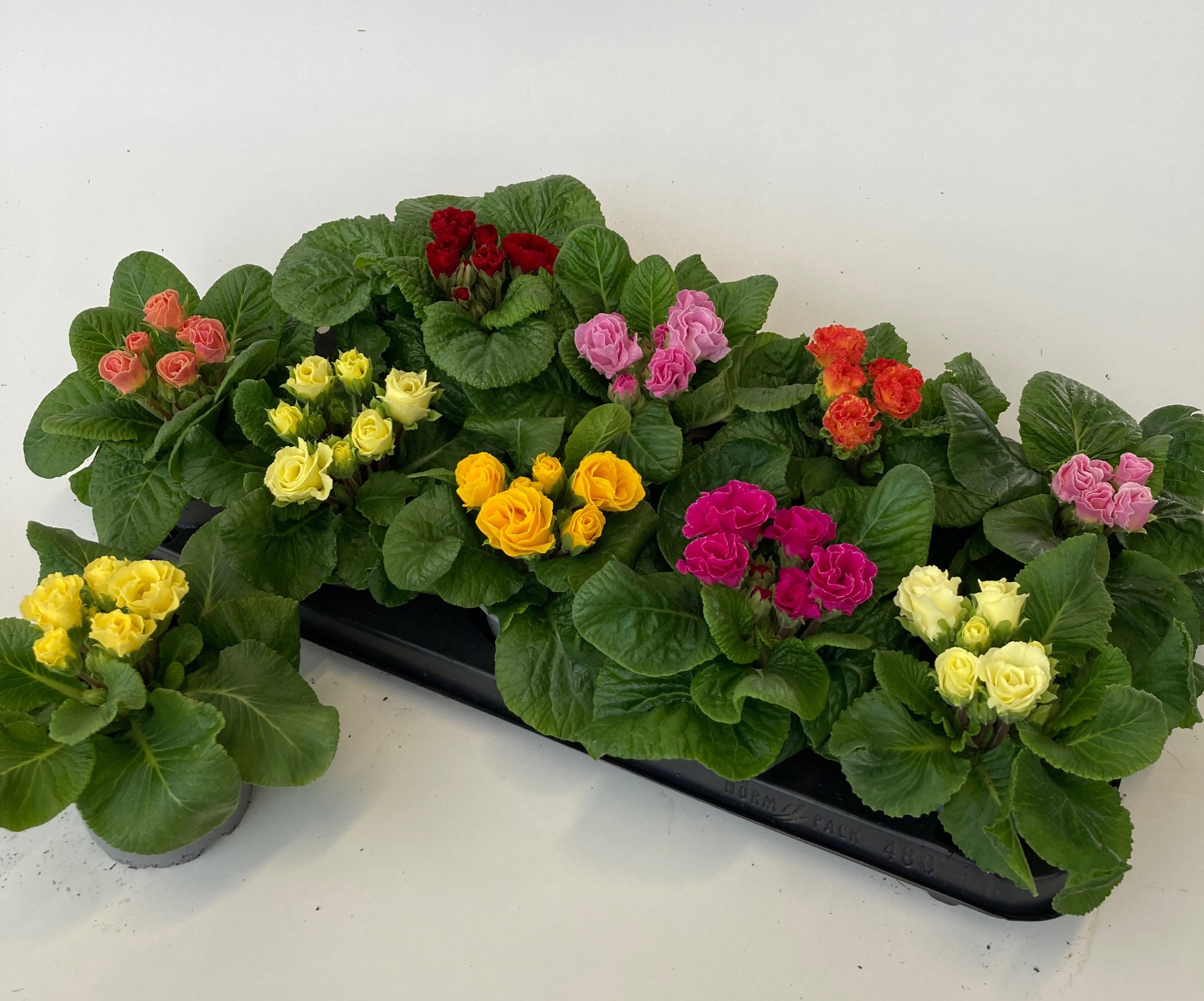 Primula dubbelbloemig gemengd, D 10,5