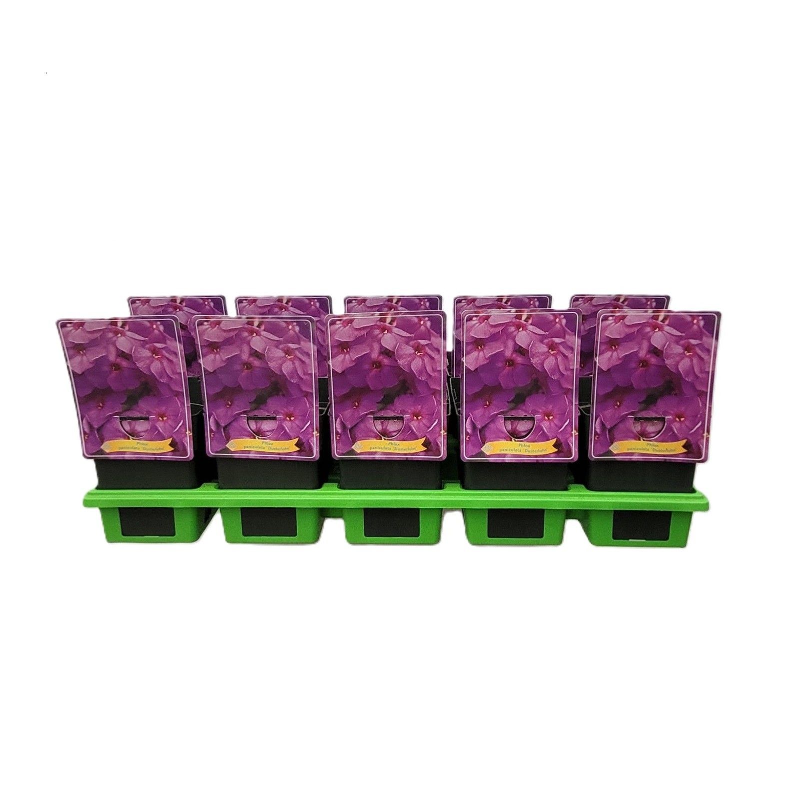 Phlox Paniculata 'Düsterlohe' P11, D 11
