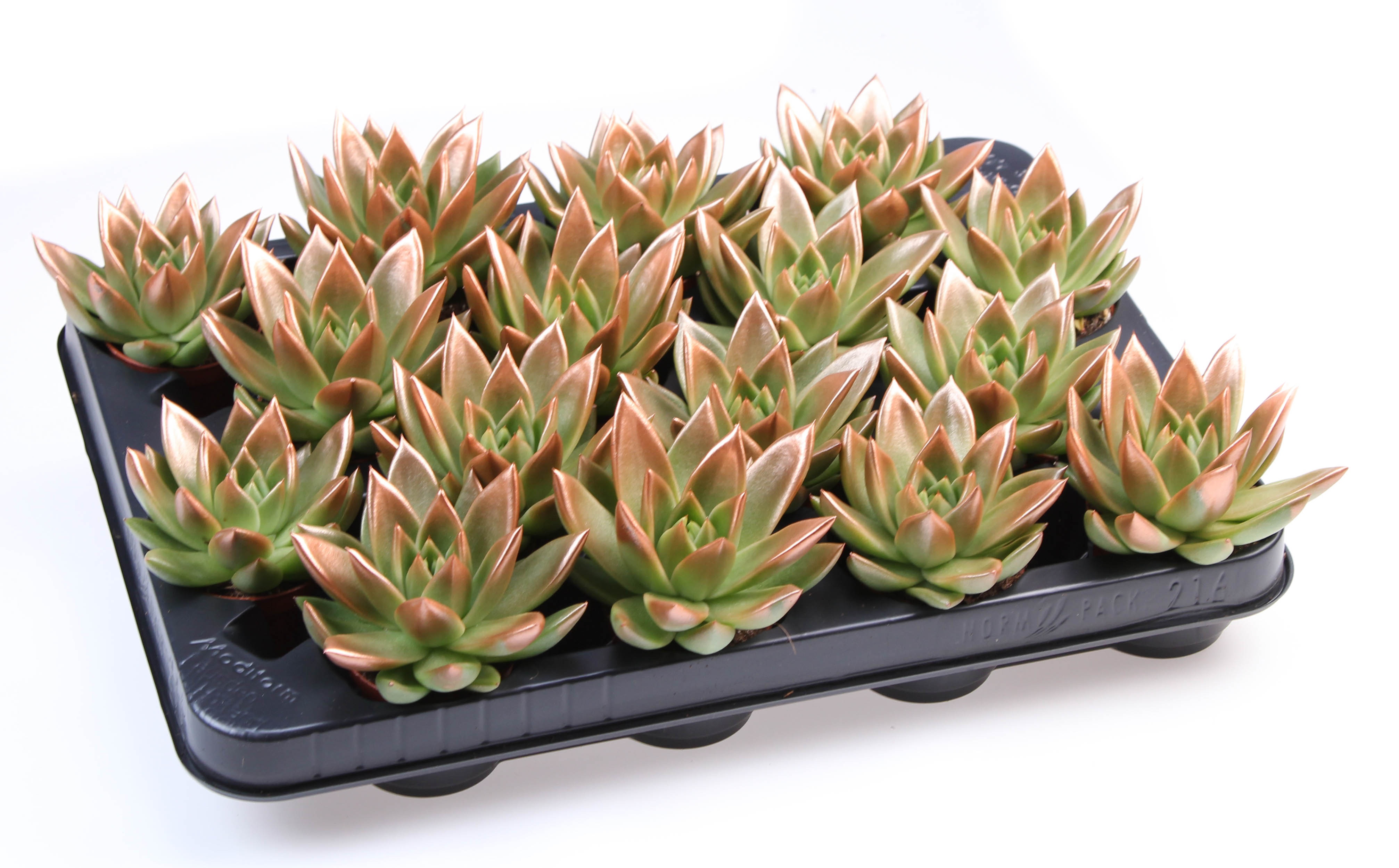 Miranda bronze tips, D 6