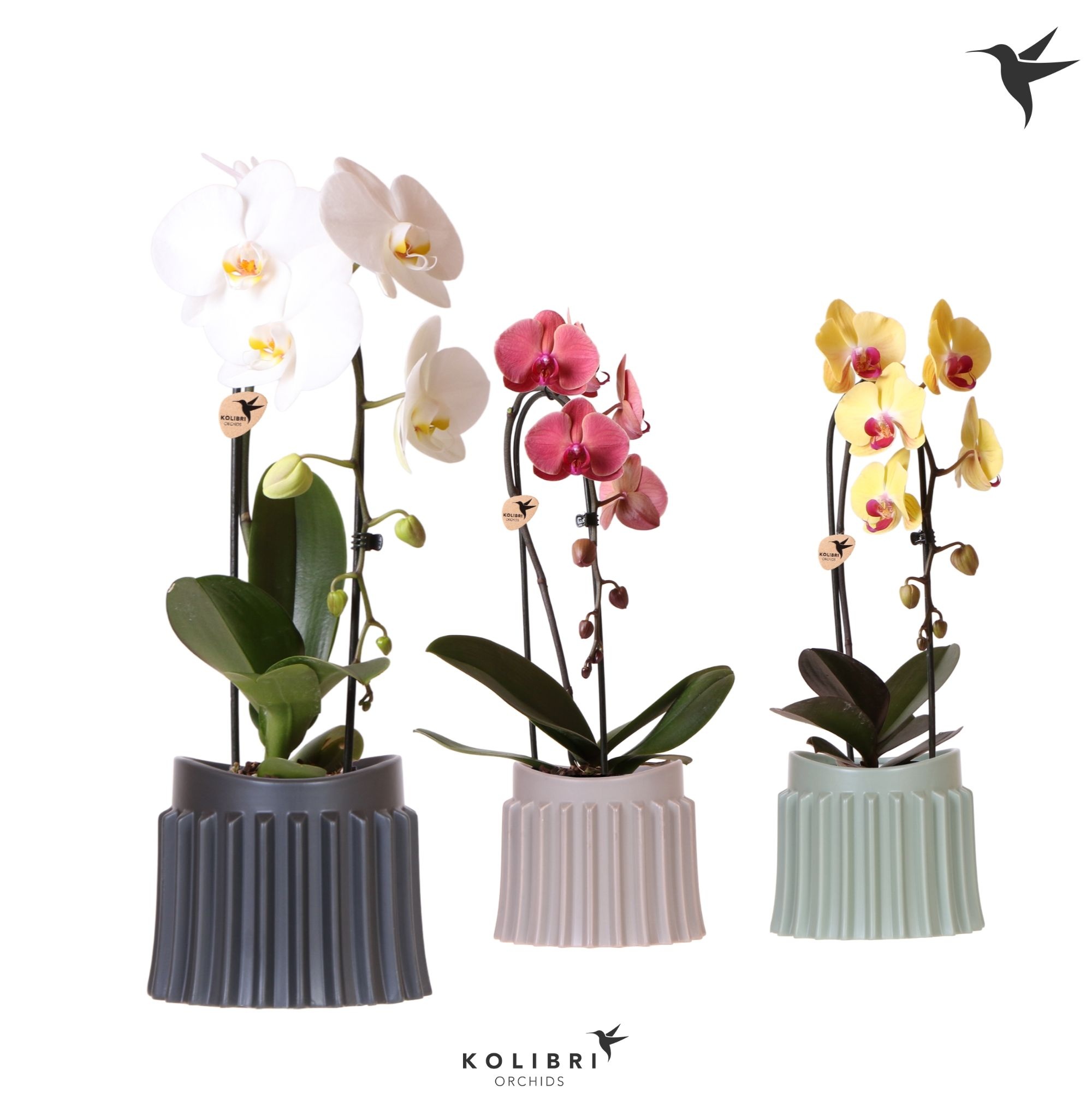 Kolibri Orchids Cascade Niagara Fall mix 1 spike in Raw pot mix, D 12