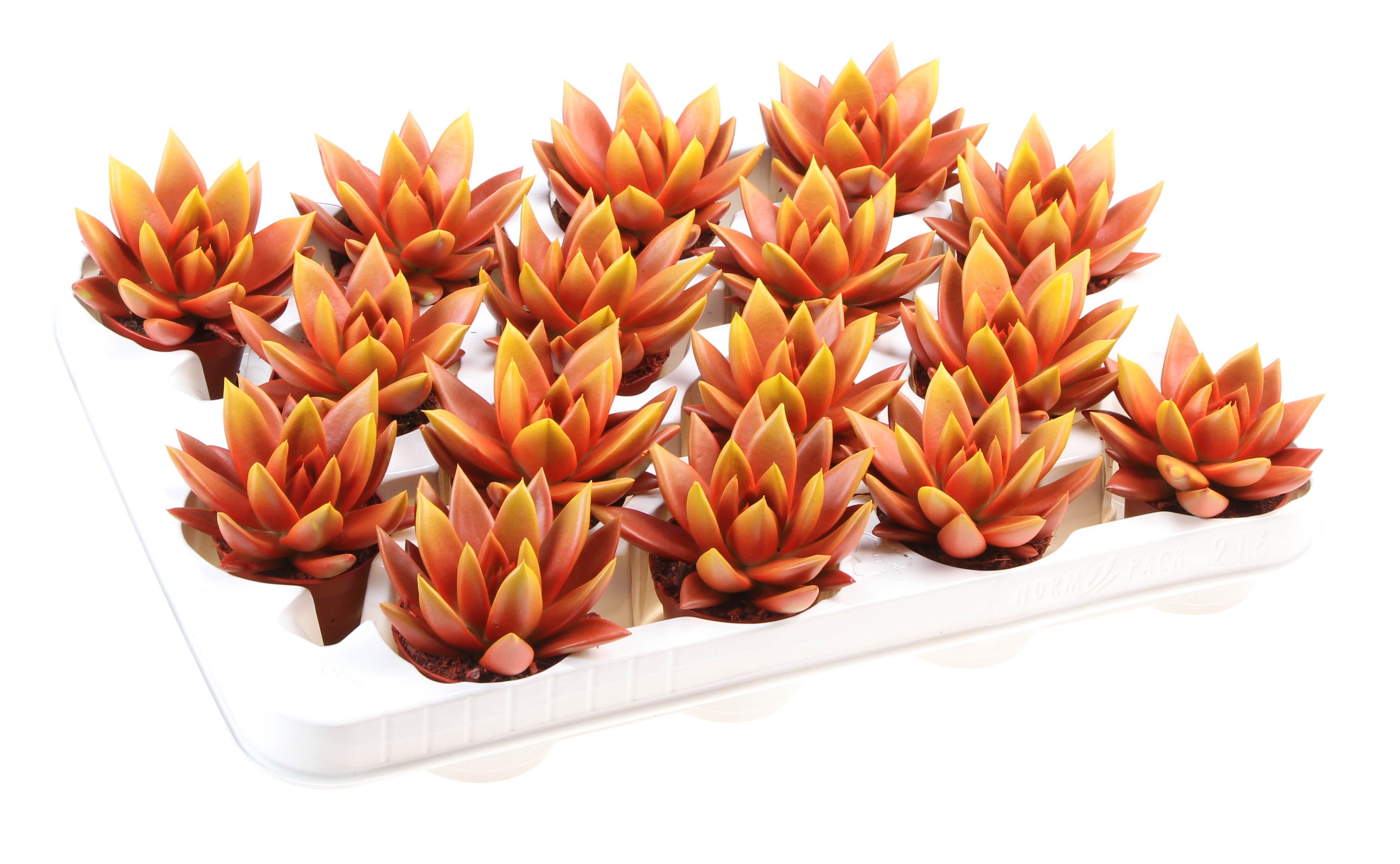 Rainbow bicolor red + yellow point, D 6