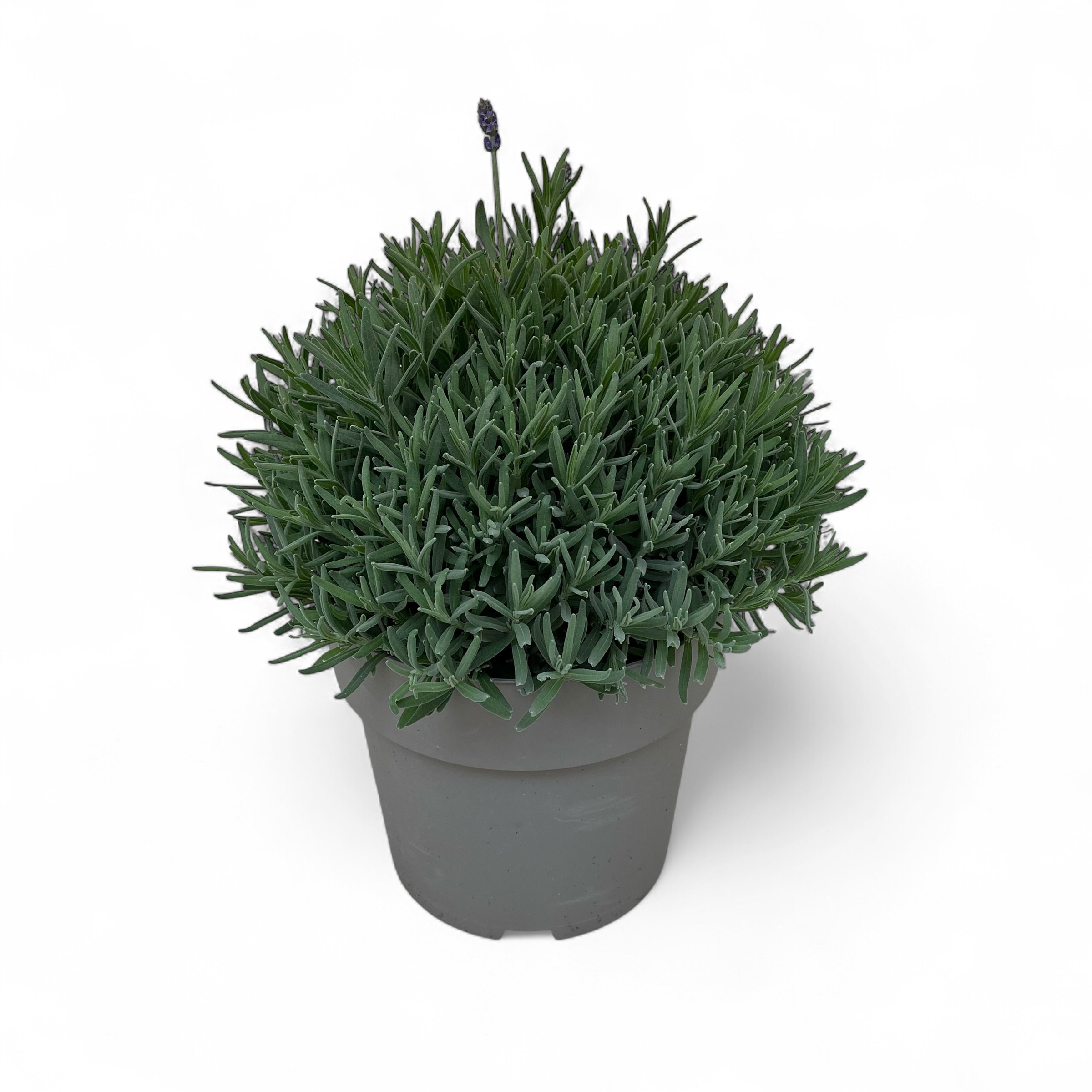 Lavandula angustifolia Cleo-Patio C5, D 23