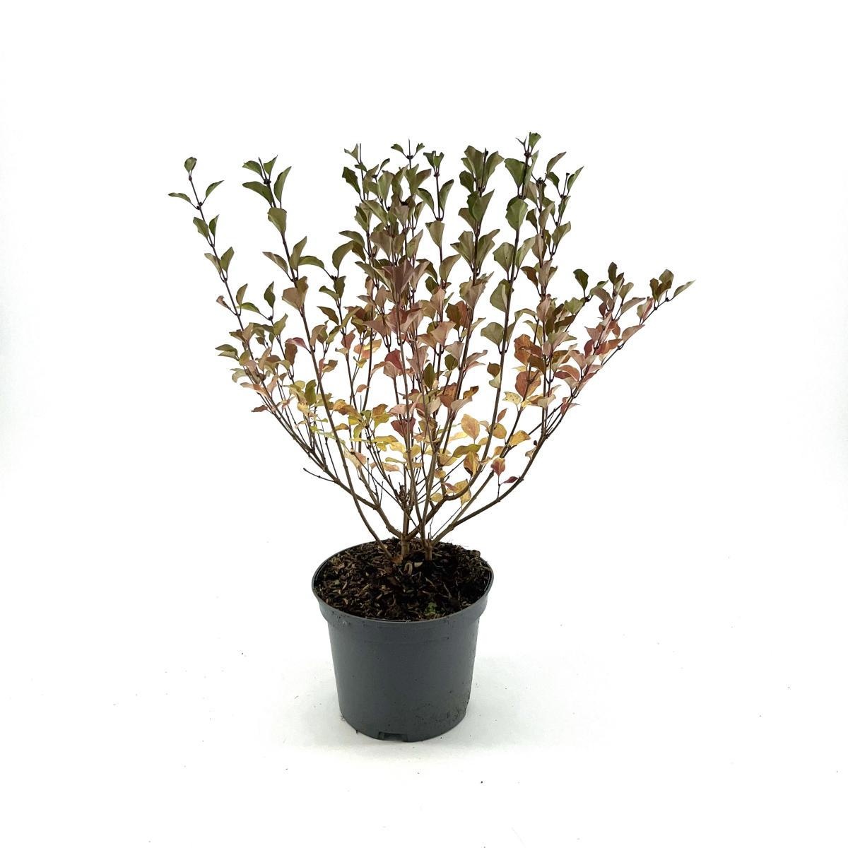 Syringa 'Red Pixie', D 19