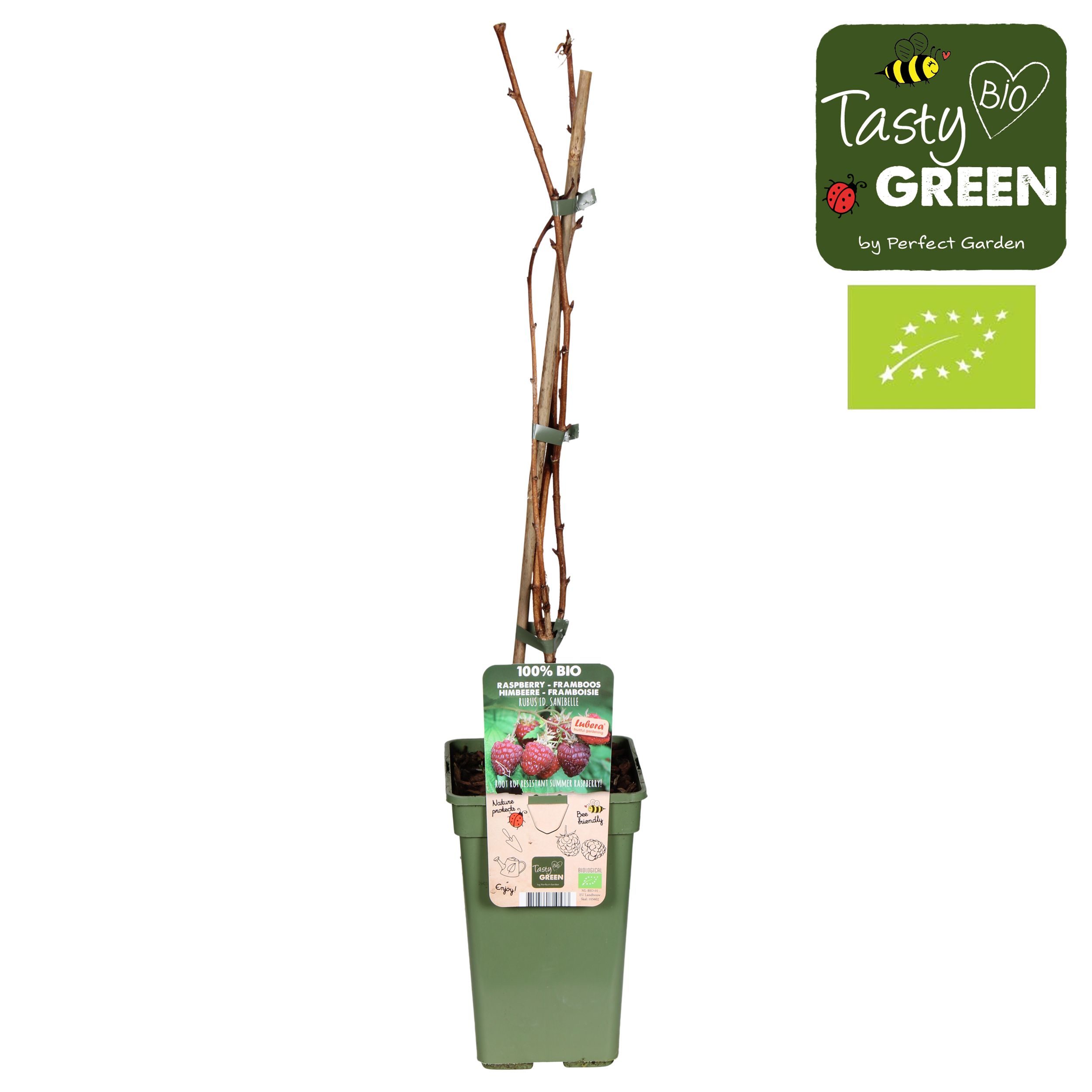 Rubus Sanibelle® Bio P19, D 19