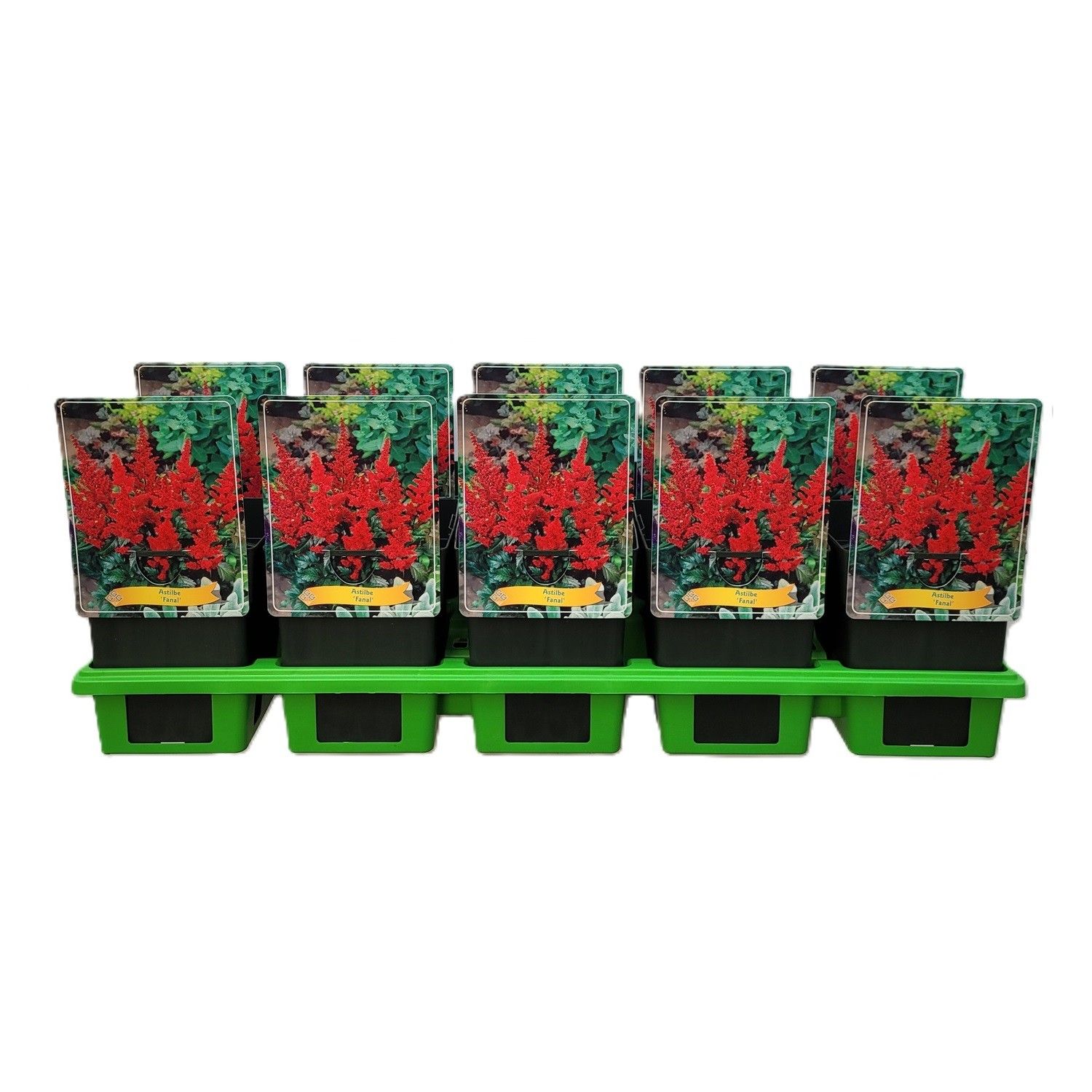 Astilbe 'Fanal' P11, D 11