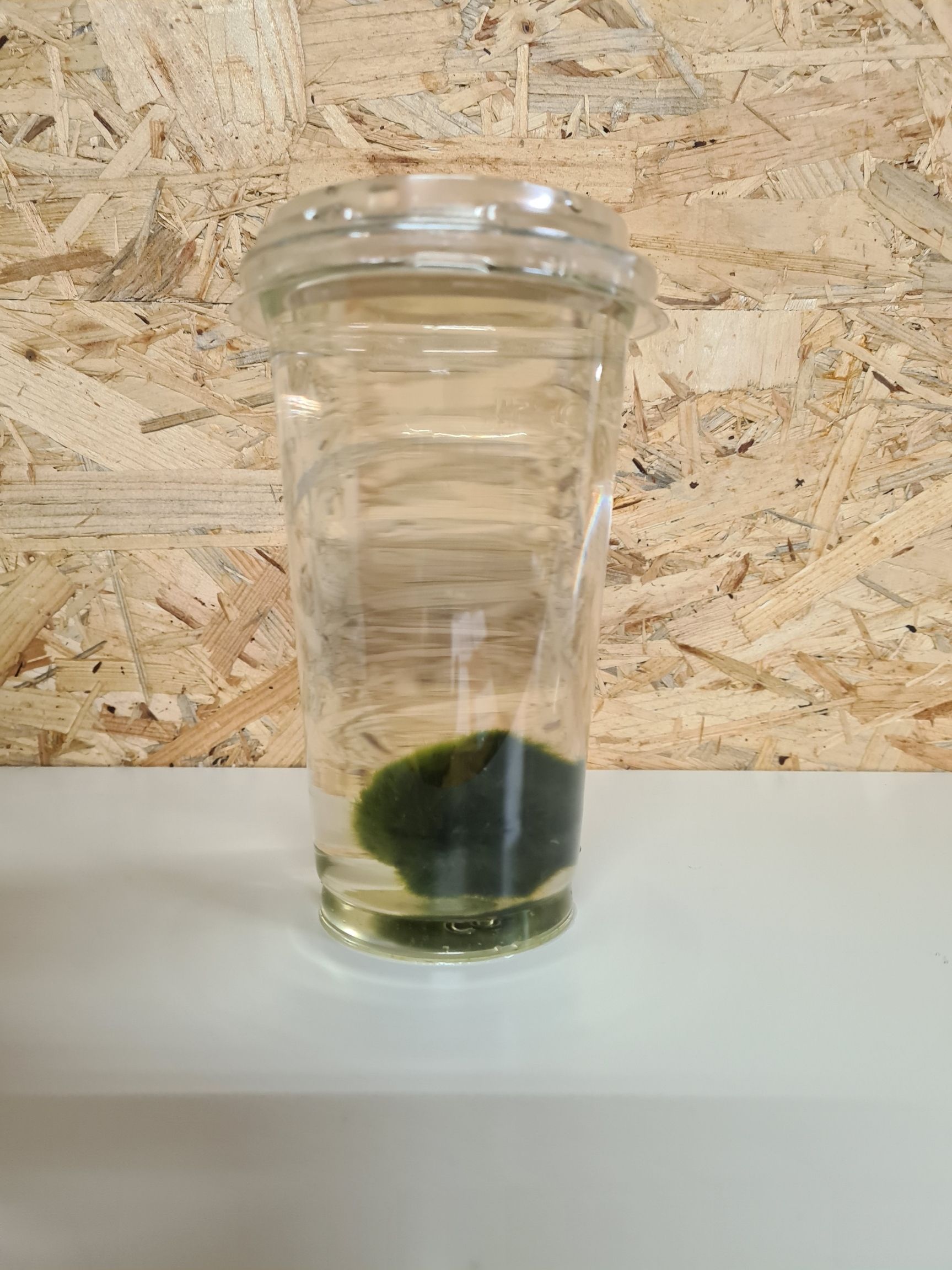 212-Cadophora mario - mosbal xxl, D 9