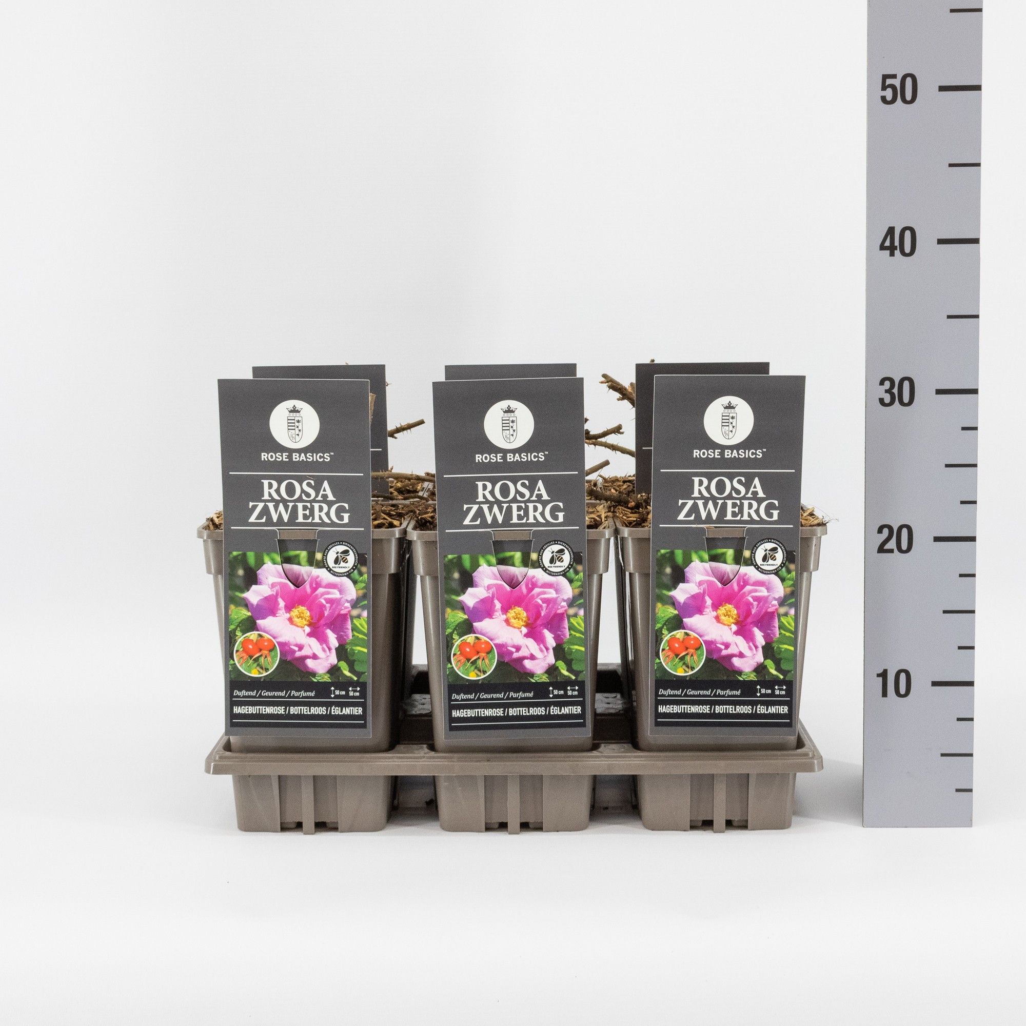 Rosa (R) Rosa Zwerg, C3, D 17