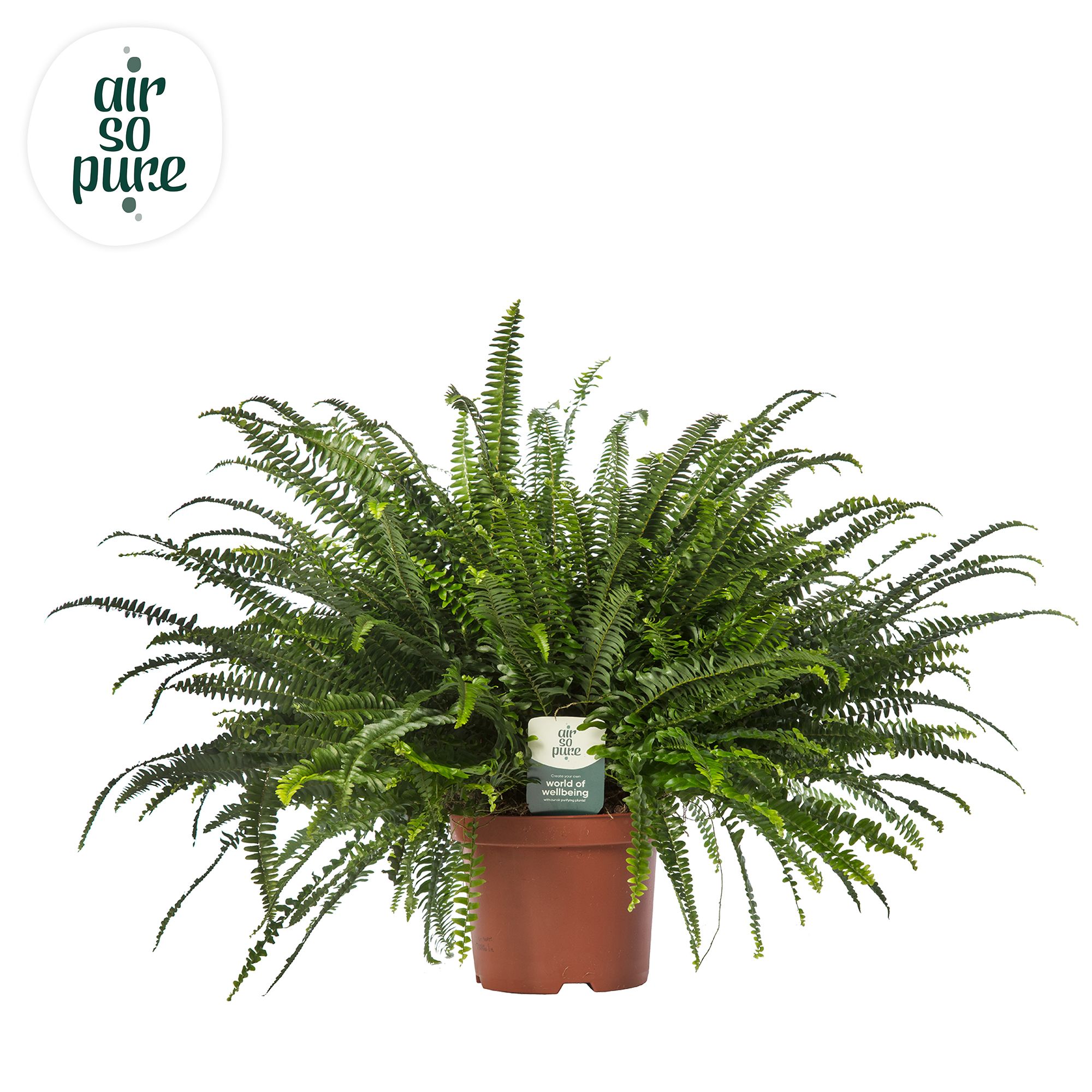 Nephrolepis Green Lady - Air So Pure, D 26