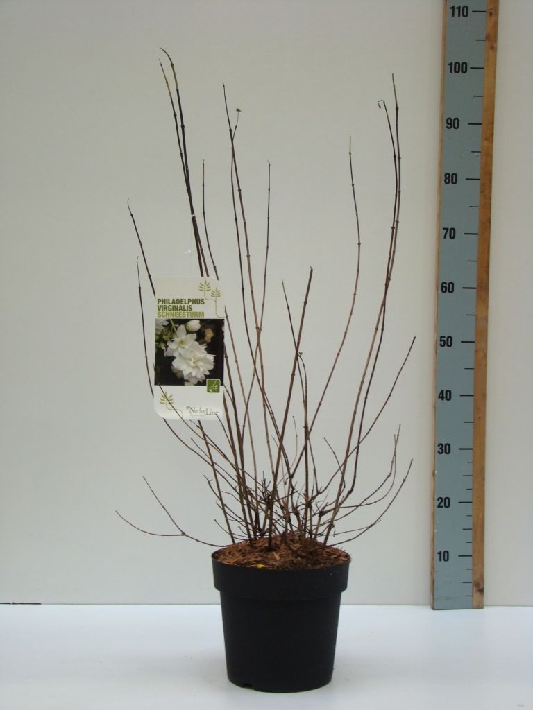 Philadelphus Schneesturm C 4,6, D 23