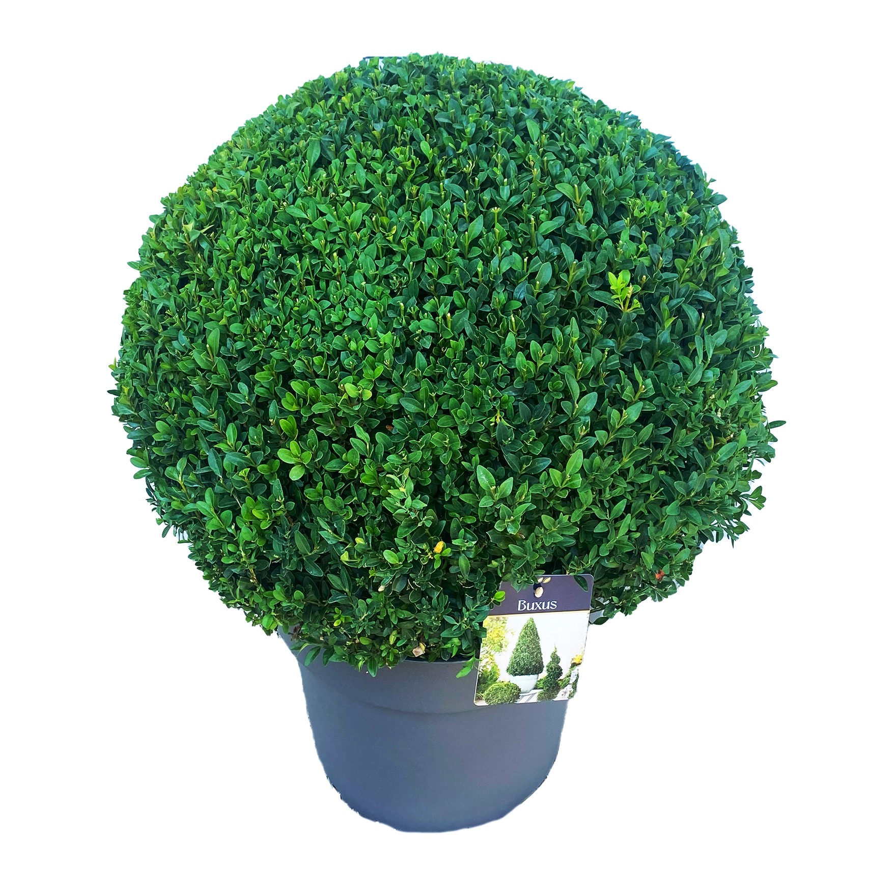 Buxus semp. Bol 50-55 cm c18/p35, D 35