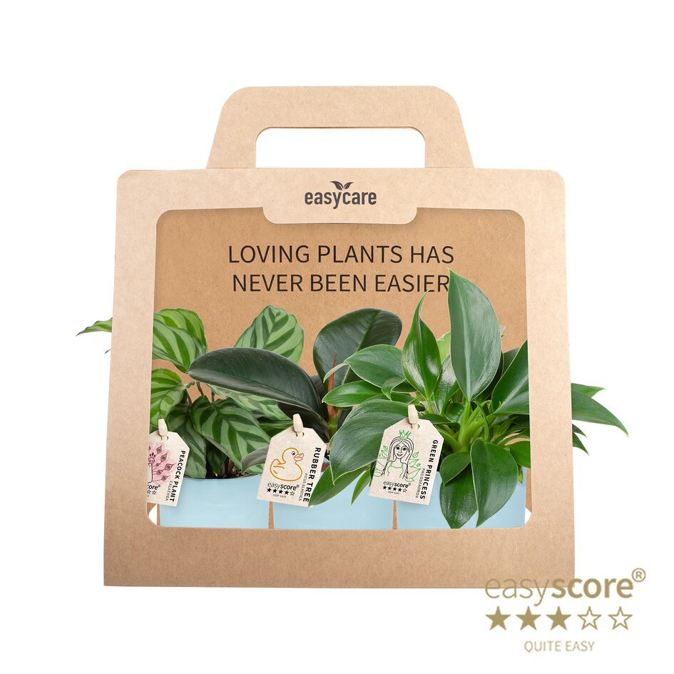 GREEN MIX 40690123 WB Blue 3-pack, D 7