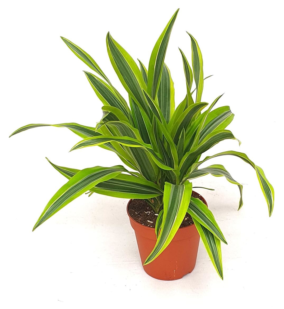 Draceana derm. 'Lemon lime' 3pp, D 15