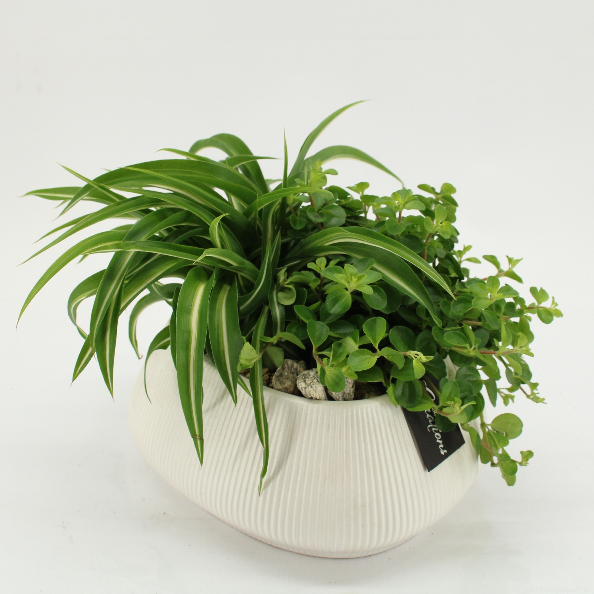 GRCR-2636 Green Essentials, D 24