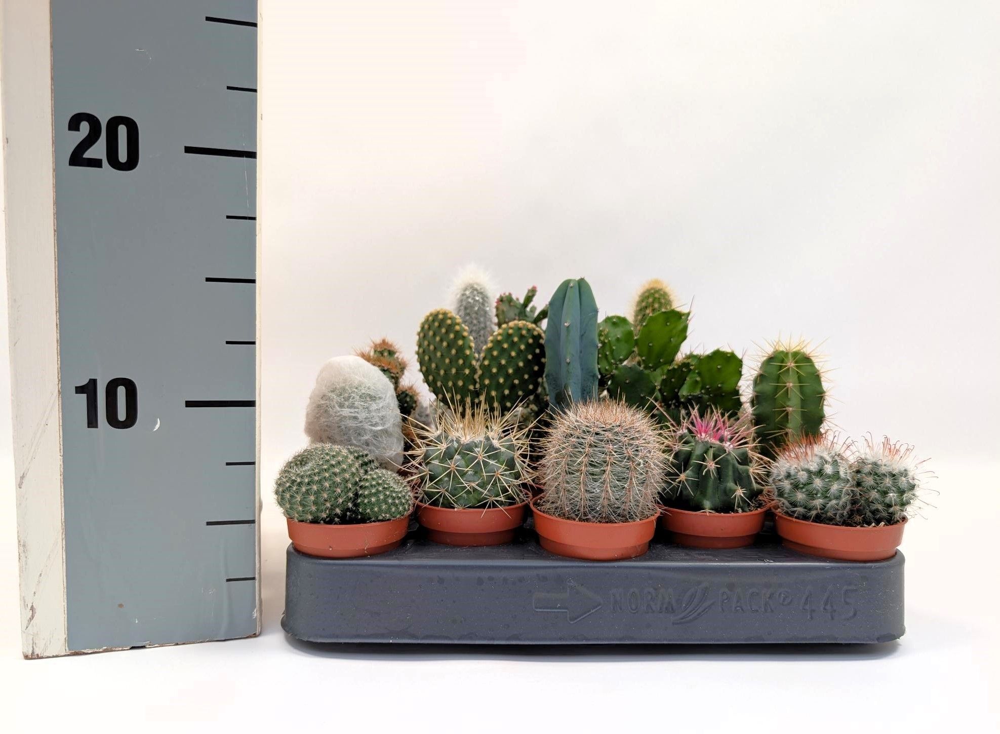 Peat-free Cactus 5,5 cm mix, D 5,5
