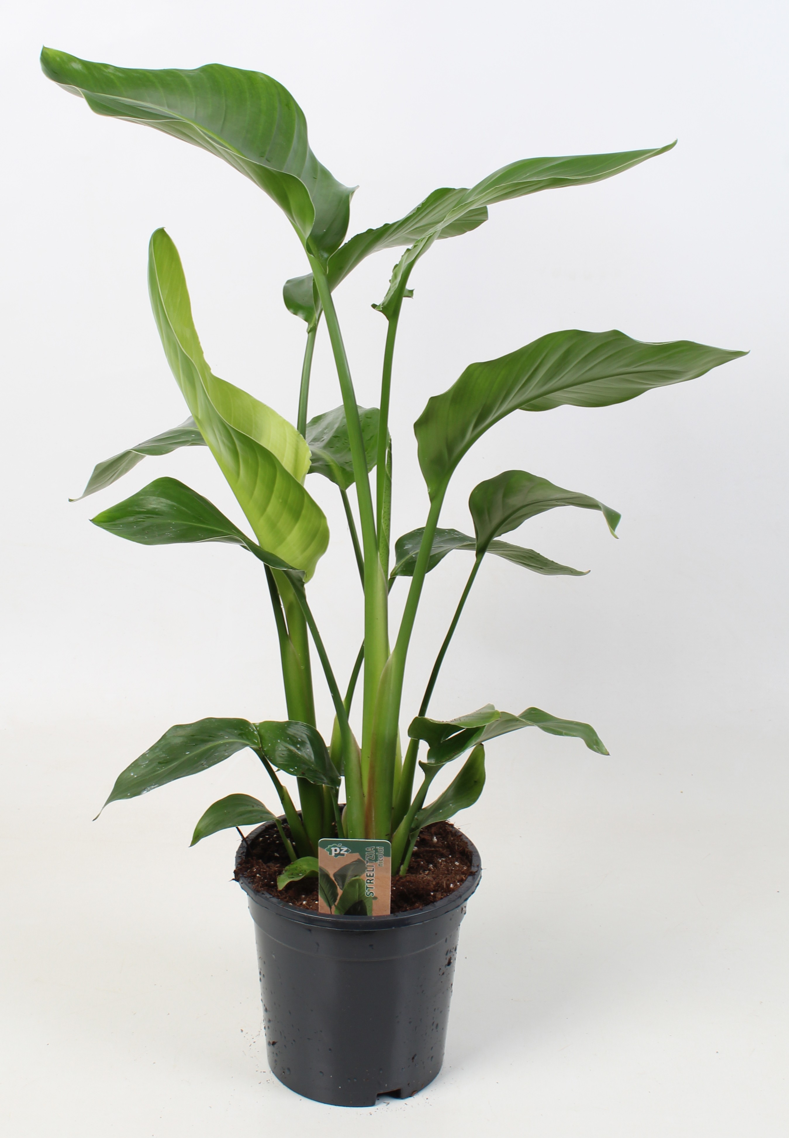 Strelitzia nicolai 17 cm 3 pp, D 17
