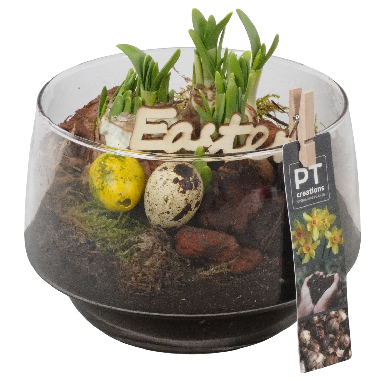 PTNP4518 Arrangement Narcissus Easter in glazen vaas, D 17