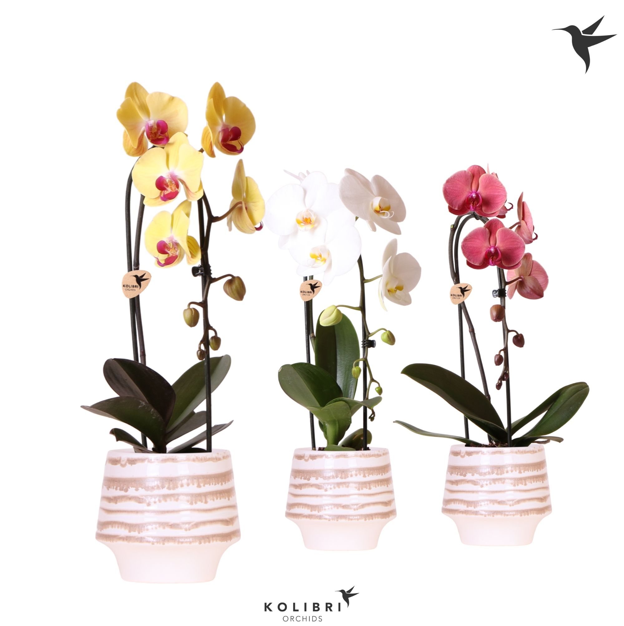 Kolibri Orchids Cascade Niagara Fall mix 1 spike in Moonstone pot white, D 12