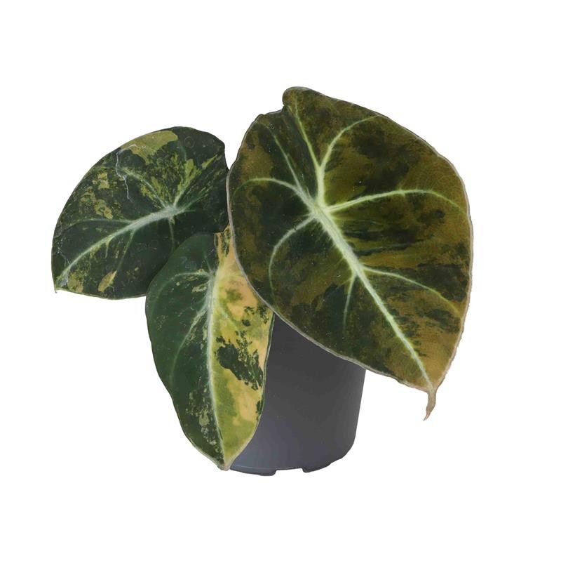 ALOCASIA BLACK VELVET 5135 'VELVET GOLD AUREA VARIEGATA', D 6