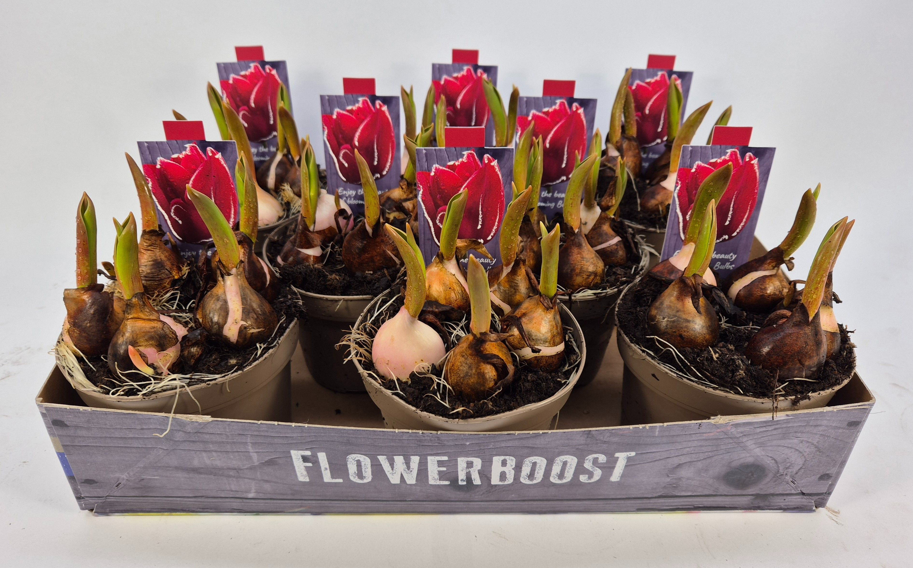 TULIPA SEADOV ROOD, D 12