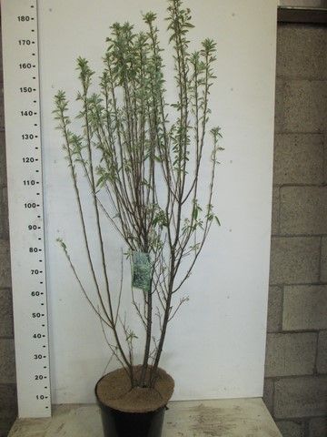 Amelanchier c. Rainbow Pillar 60 cm P26, D 26