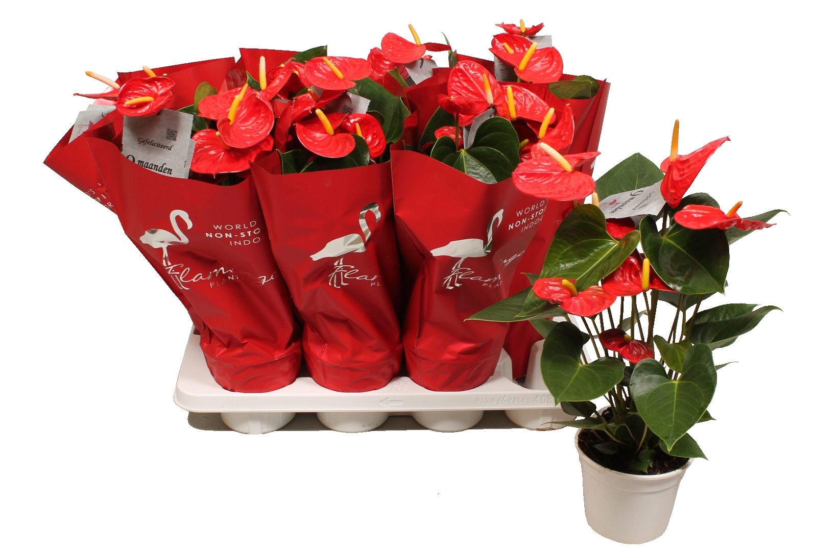 Anthurium XL.9 Jambo Red 12cm met sierhoes, D 12