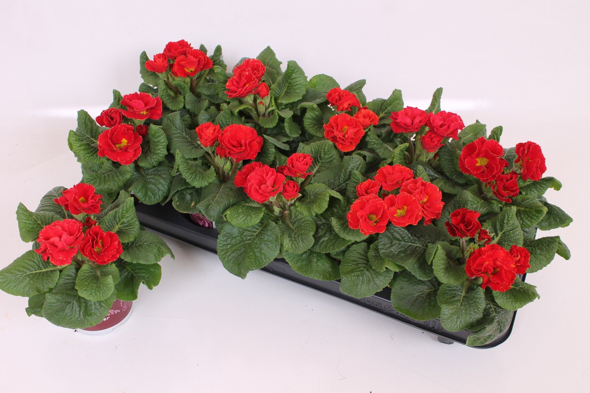 Primula Sweet Specials 11 CM - Sirococco Red | Double Flowers, D 11