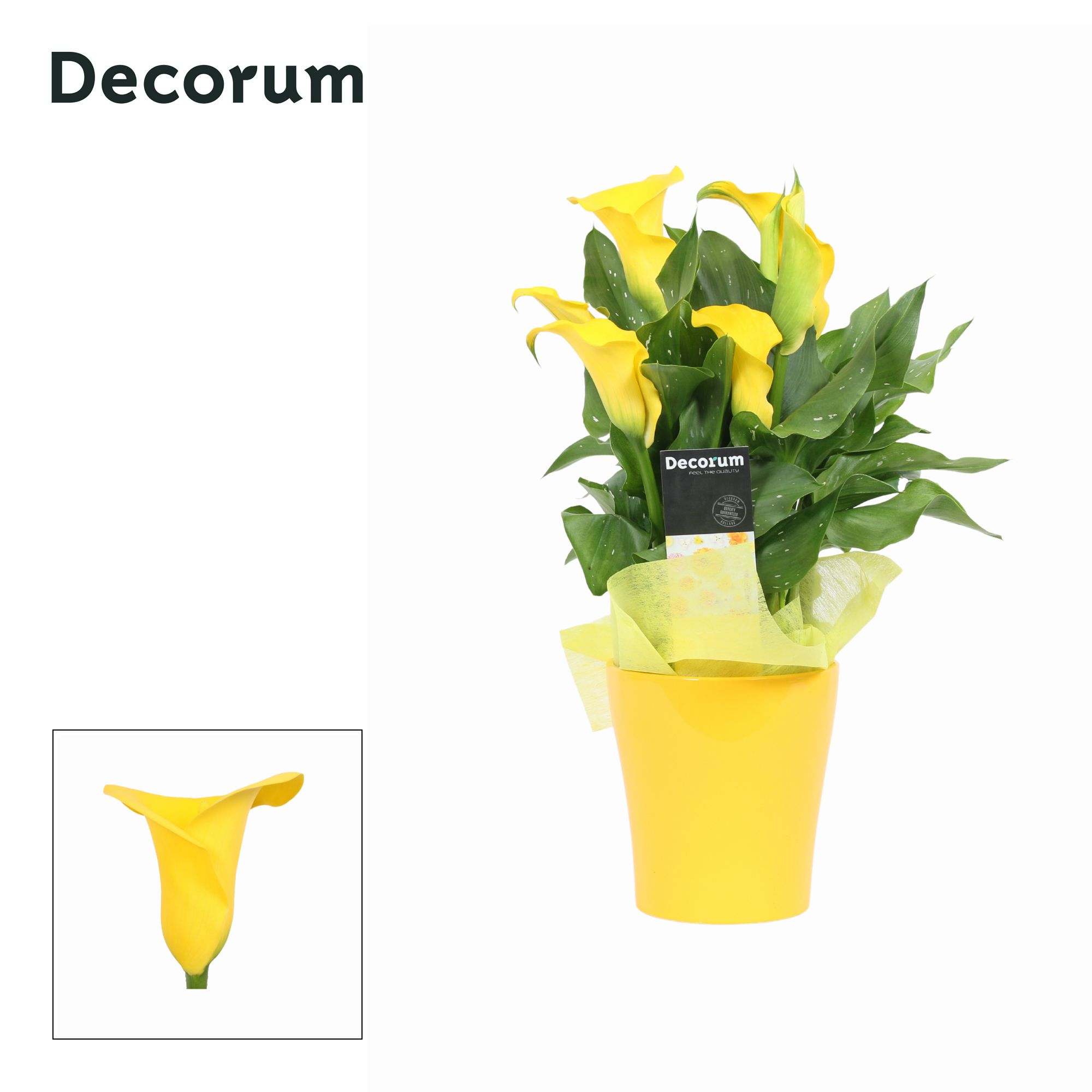 Zantedeschia (Calla) Geel in Ompot Amy Geel PASEN (Decorum), D 12