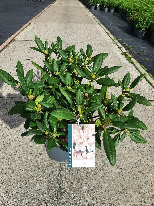 Rhododendron 'Virginia Richard', D 23