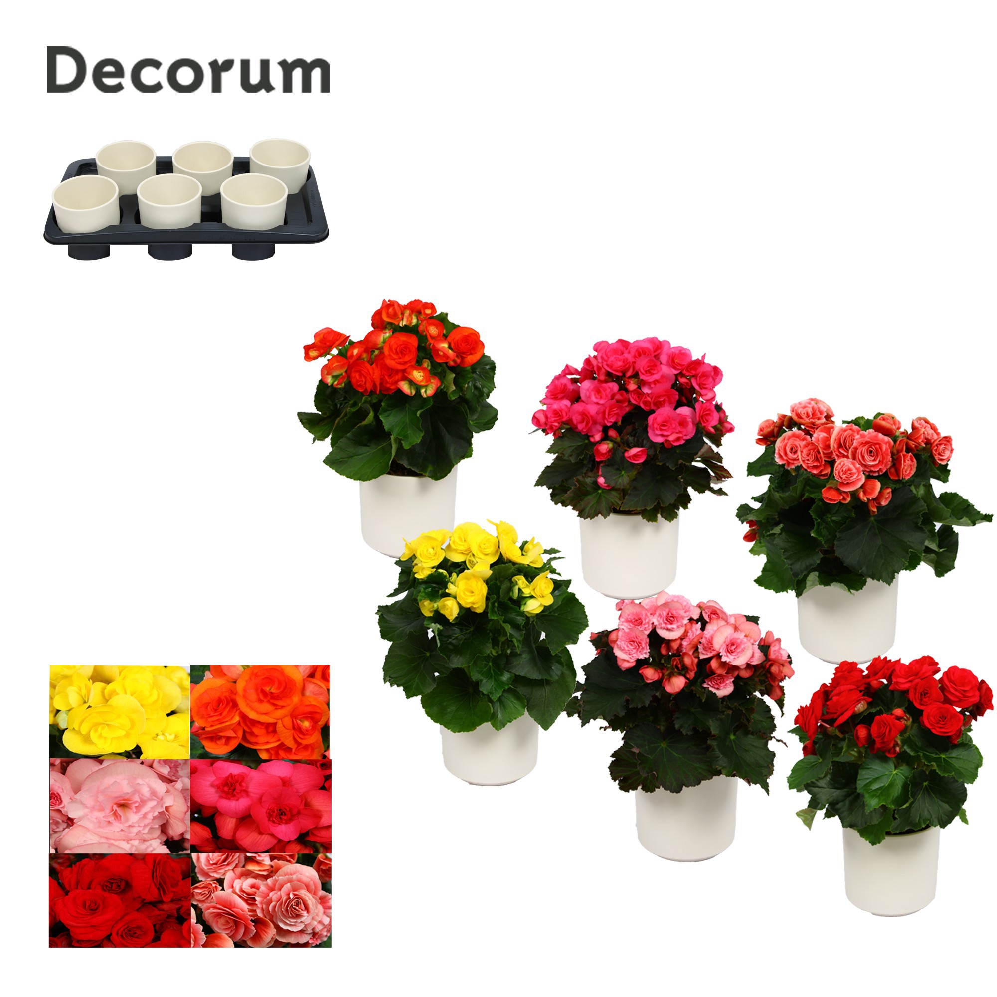 Begonia 13cm mix in keramiek wit, D 13