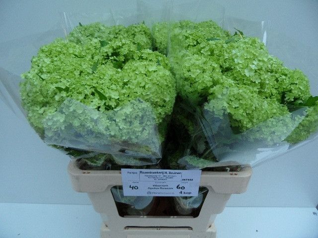 Вибурнум Розеум 60 (зел.), шт.