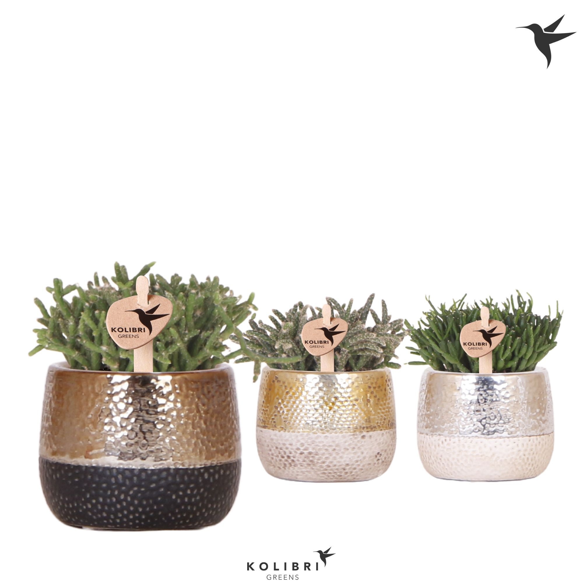 Kolibri Greens Rhipsalis mix in Elite pot mix, D 6