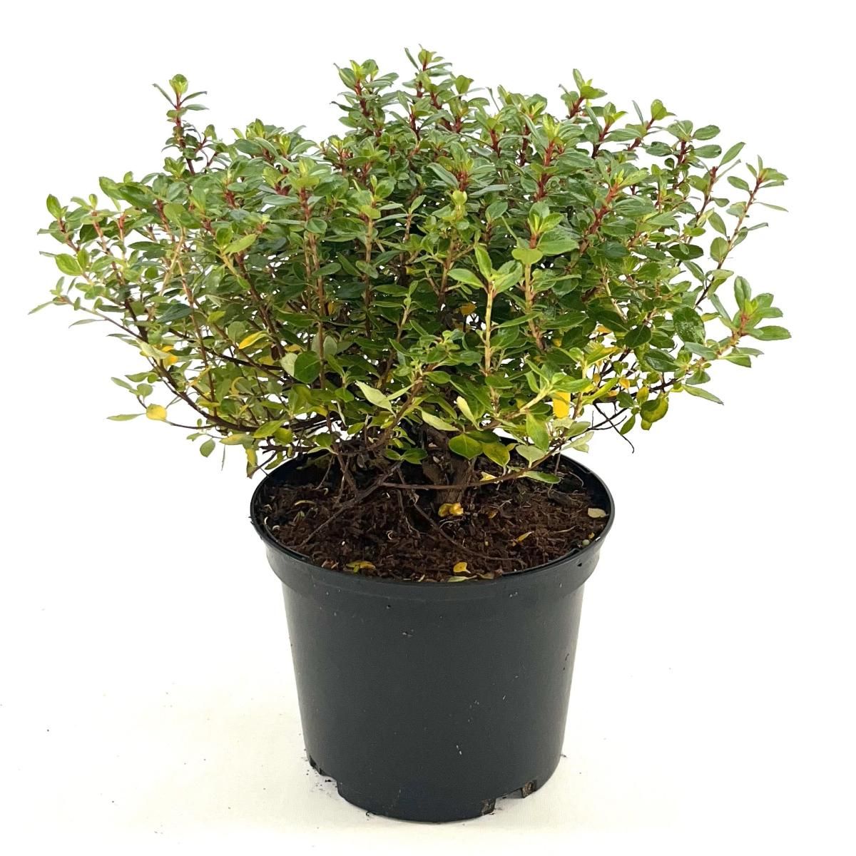 Escallonia 'Red Dream', D 17