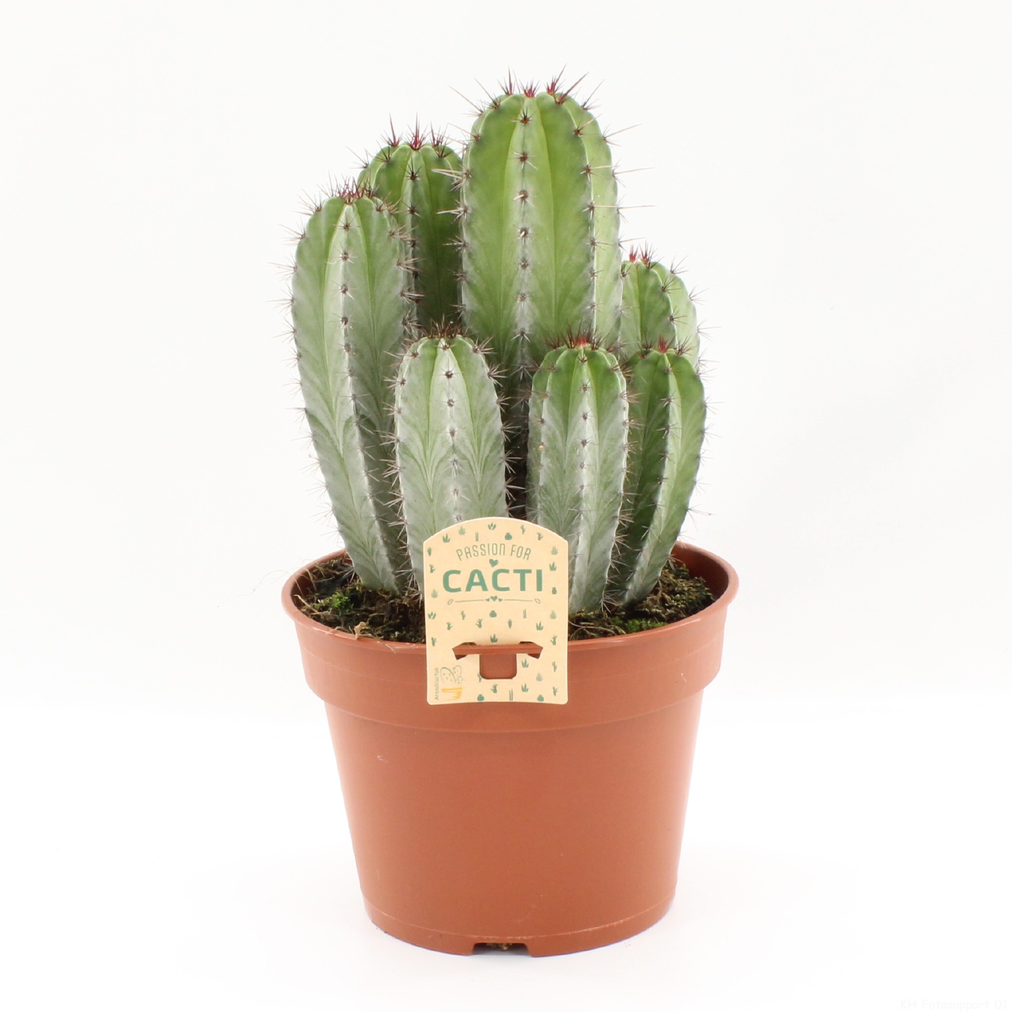 Polaskia chichipe p17, D 17