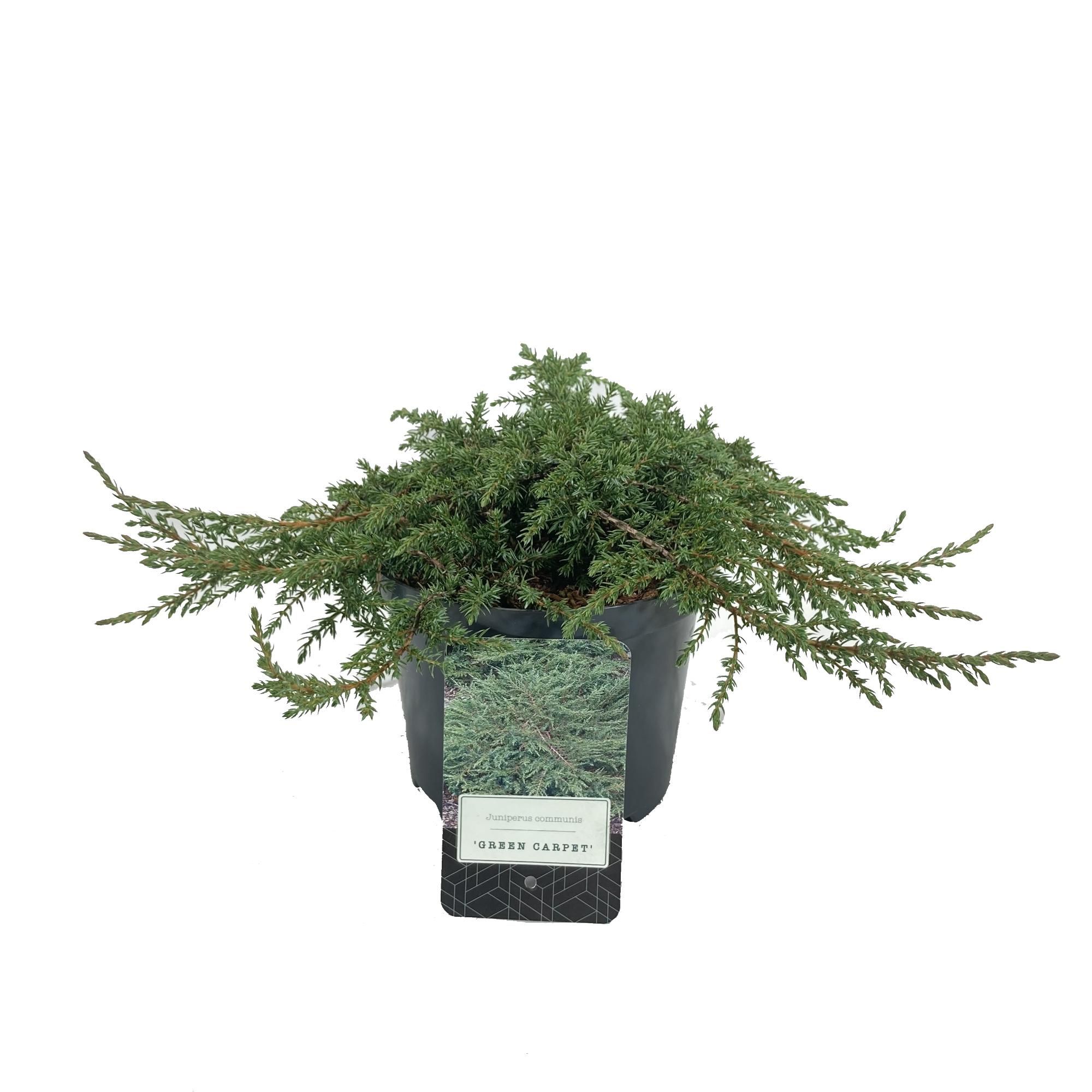 Juniperus communis 'Green Carpet', D 18