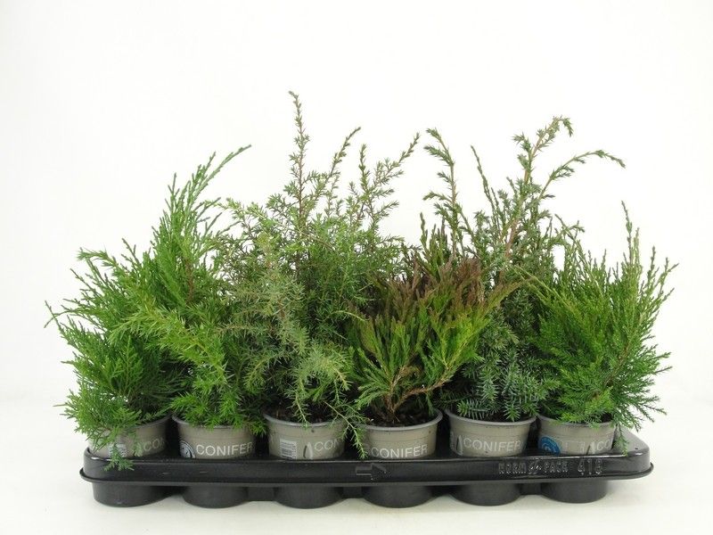 Juniperus overig, D 9