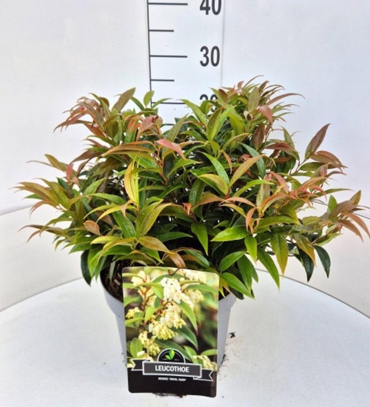 Leucothoe keiskei 'Royal Ruby', D 29