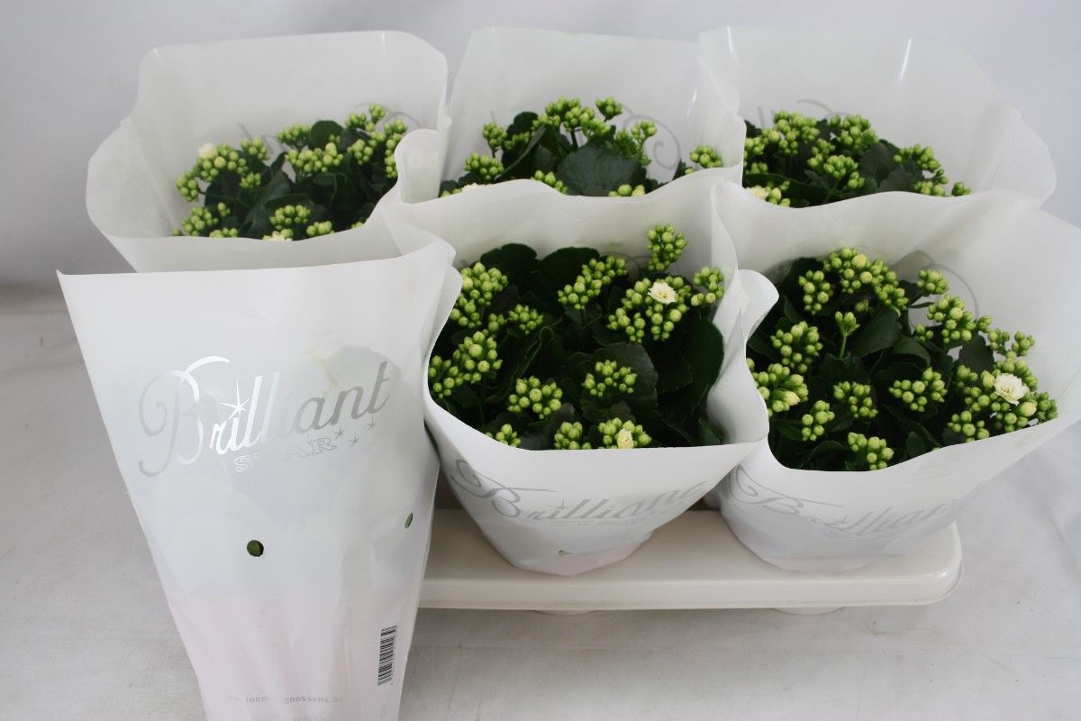 Gevuld 15 cm Wit Brilliant, D 15