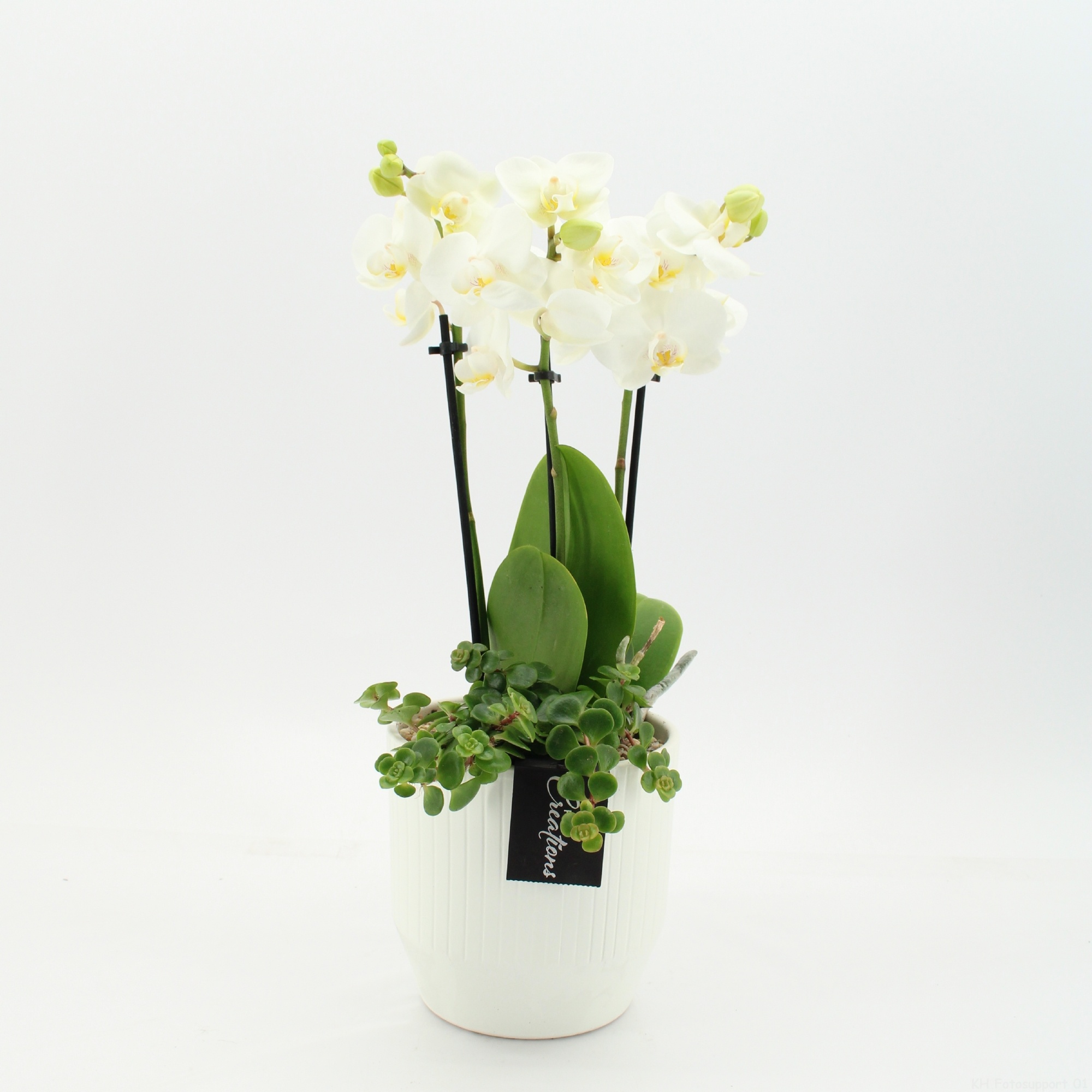 PHAL-2656W Phalaenopsis creatie, D 14