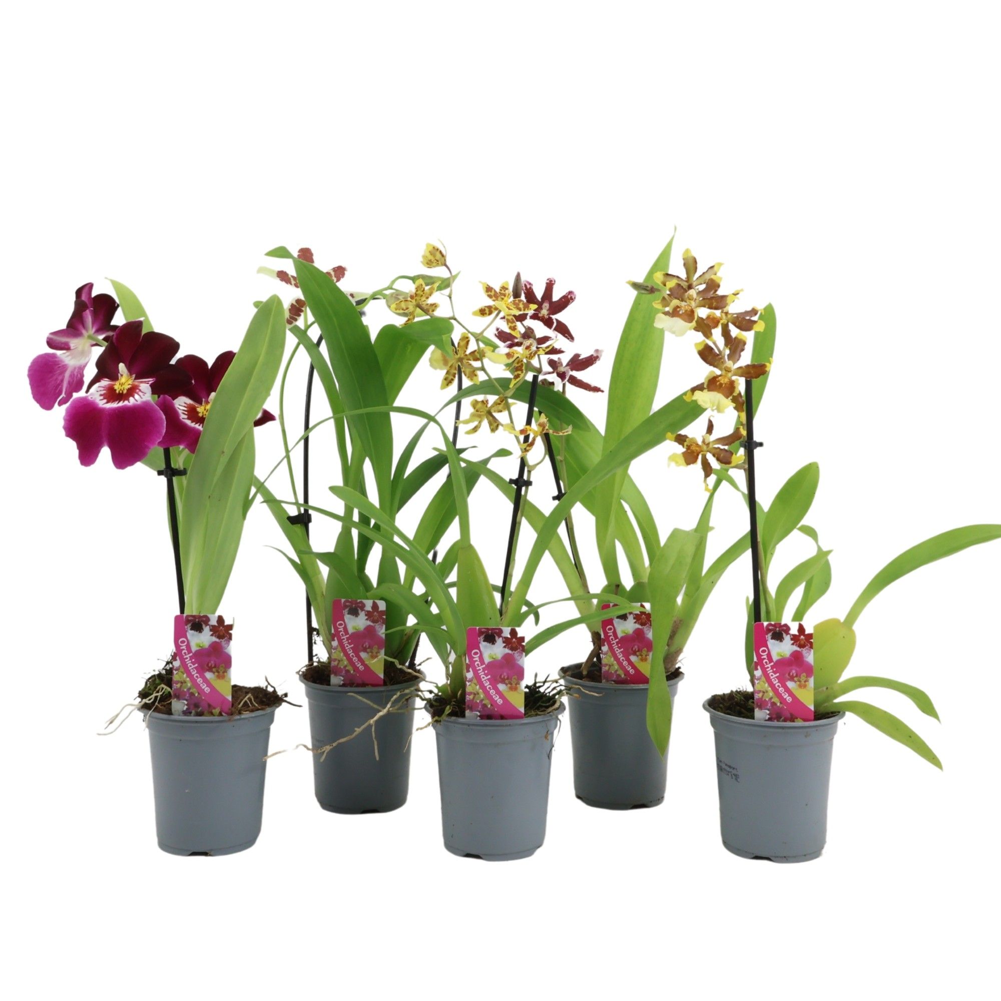 Orchid mix 9 cm 1 spike basic, D 9