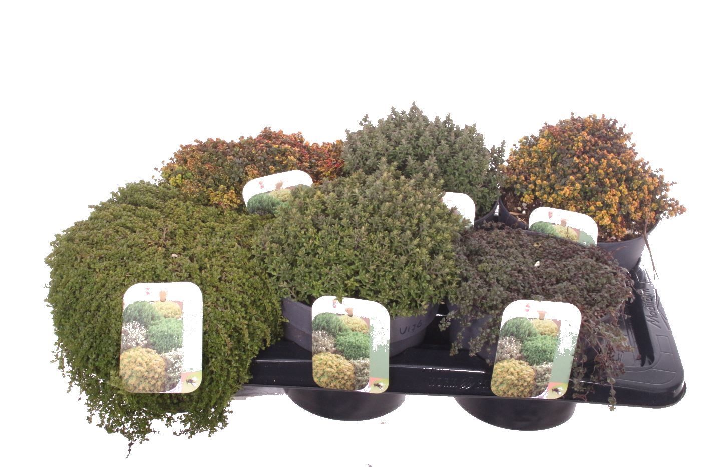 Thymus mix, D 17