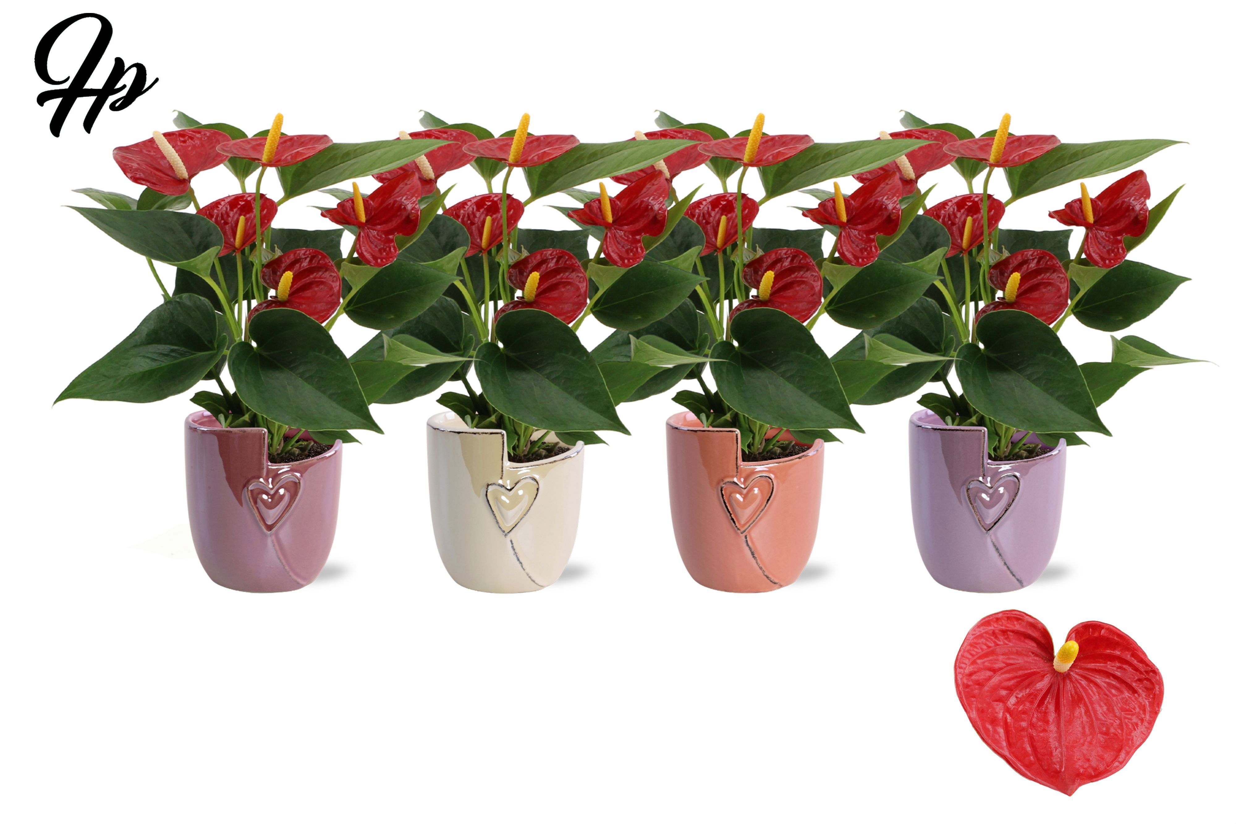 Anthurium 9 cm Success Red in Joa ceramics, D 9