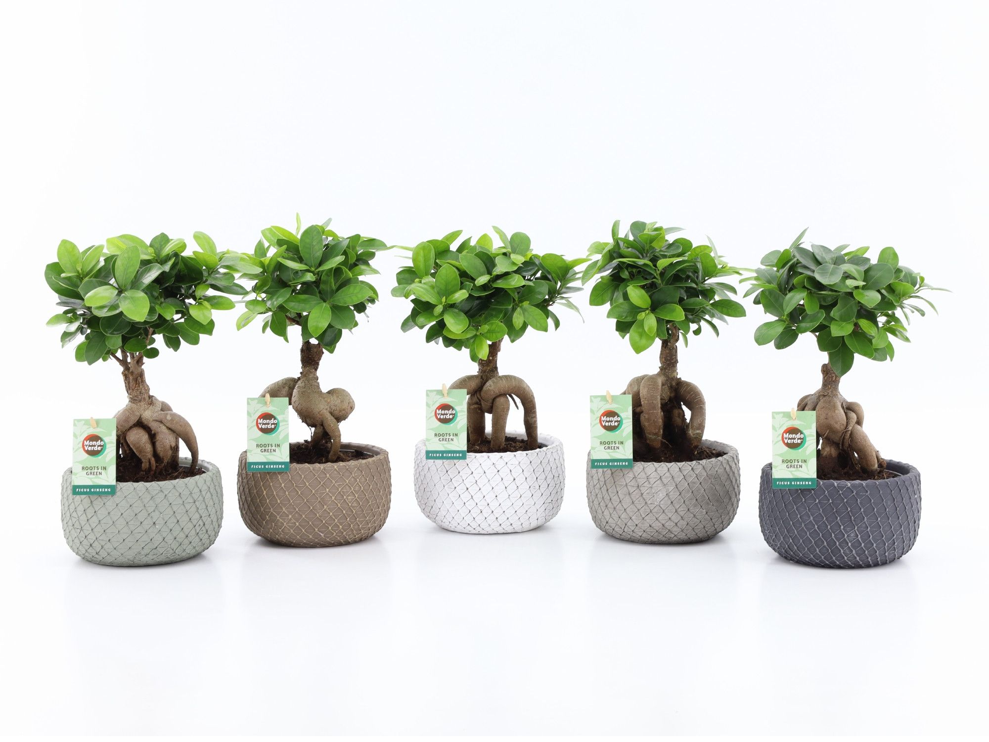 Ficus micr. Ginseng in Classic Stone, D 16