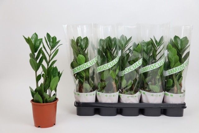 Zamioculcas Lengte 40/45 - 2 Veren, D 12