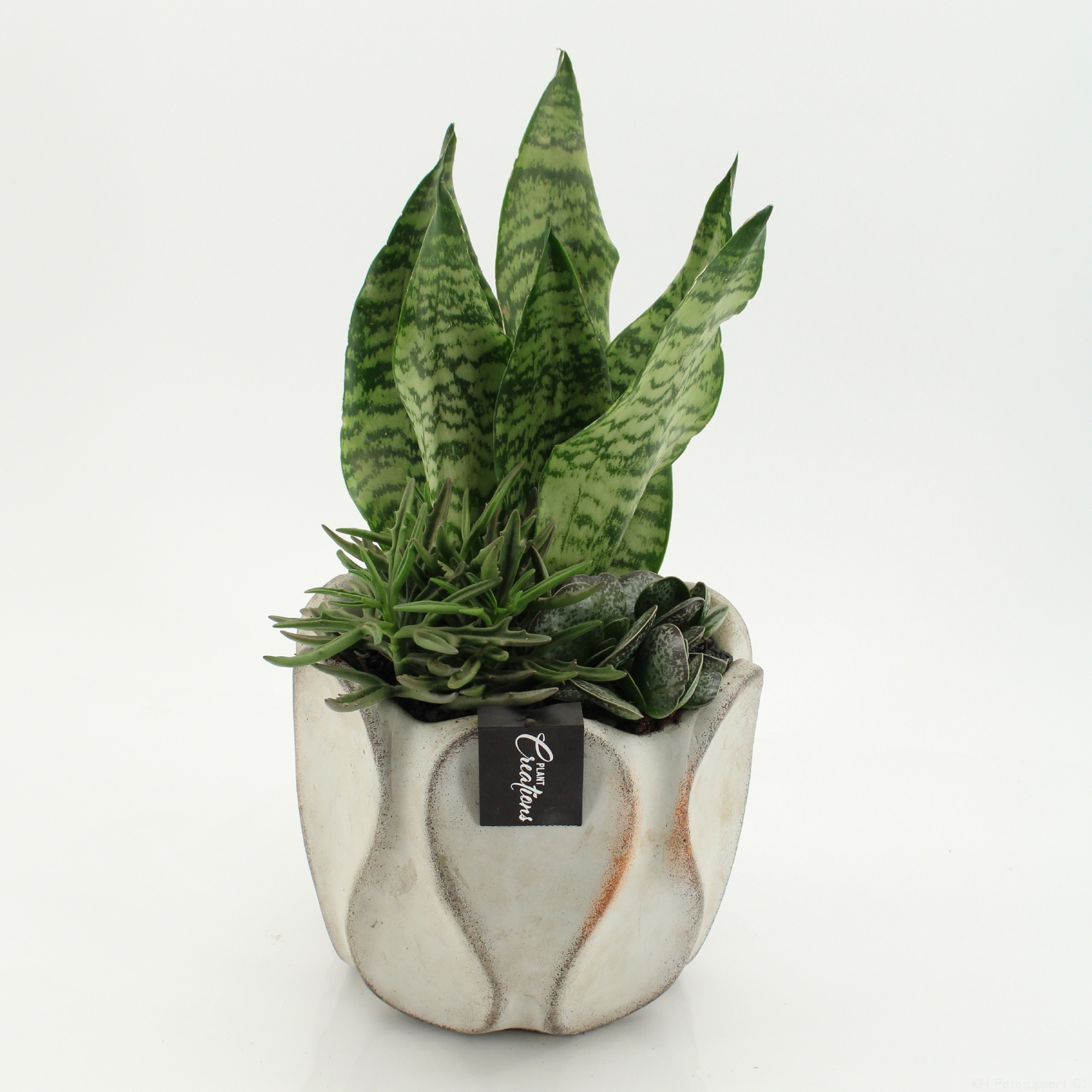 SUCR-2641 Succulent Essentials, D 20